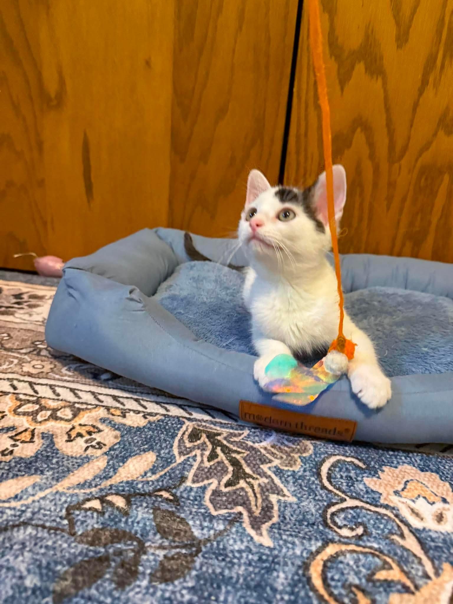 Enlarge Bugatti, an adopted Domestic Short Hair in Stoughton, WI image 4/4