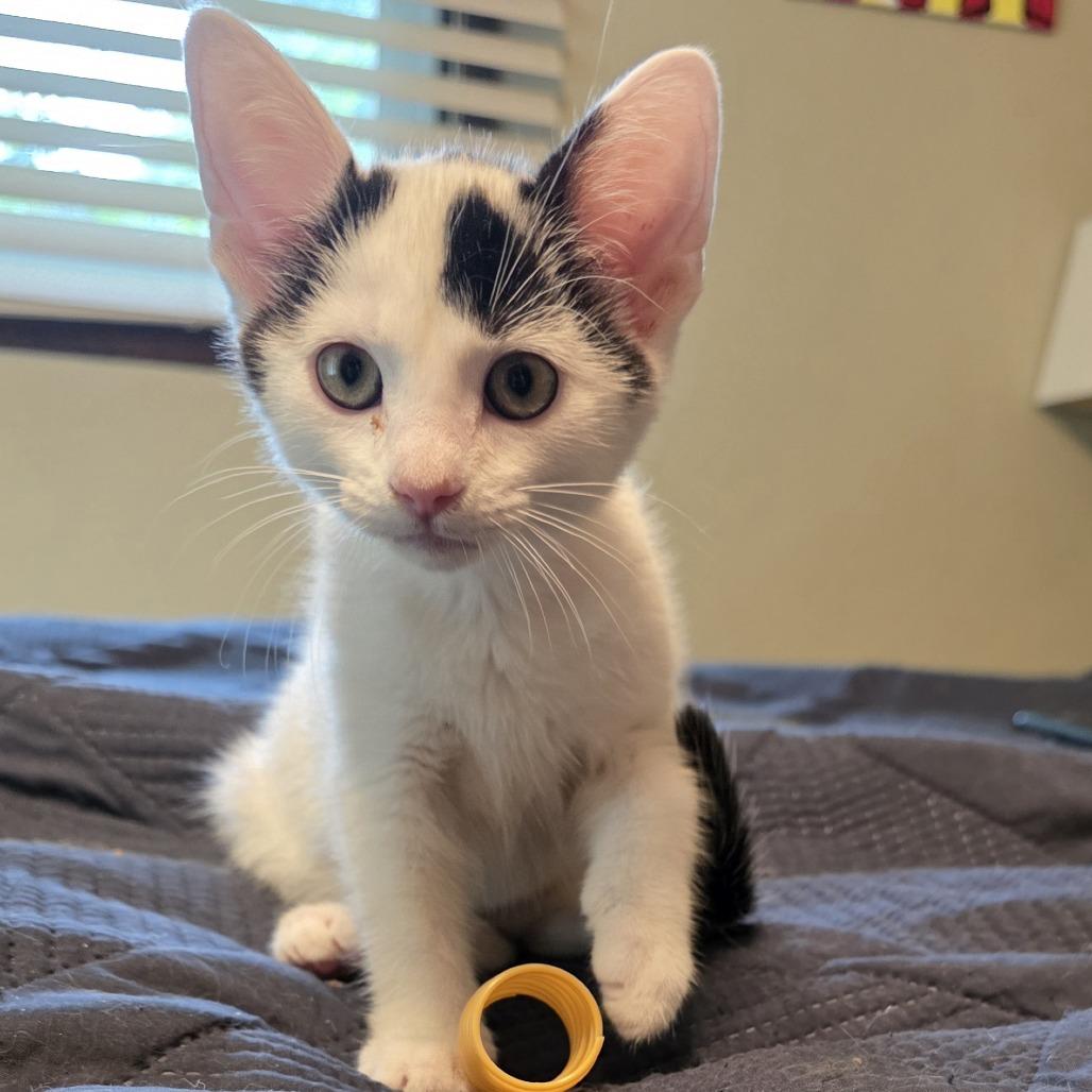 Enlarge Bugatti, an adopted Domestic Short Hair in Stoughton, WI image 1/4