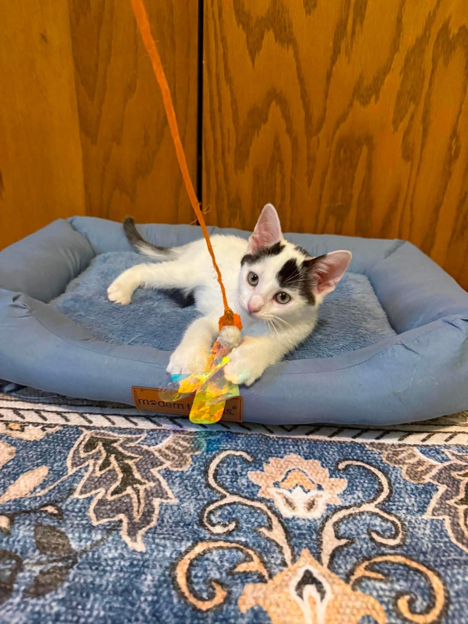 Enlarge Bugatti, an adopted Domestic Short Hair in Stoughton, WI image 3/4