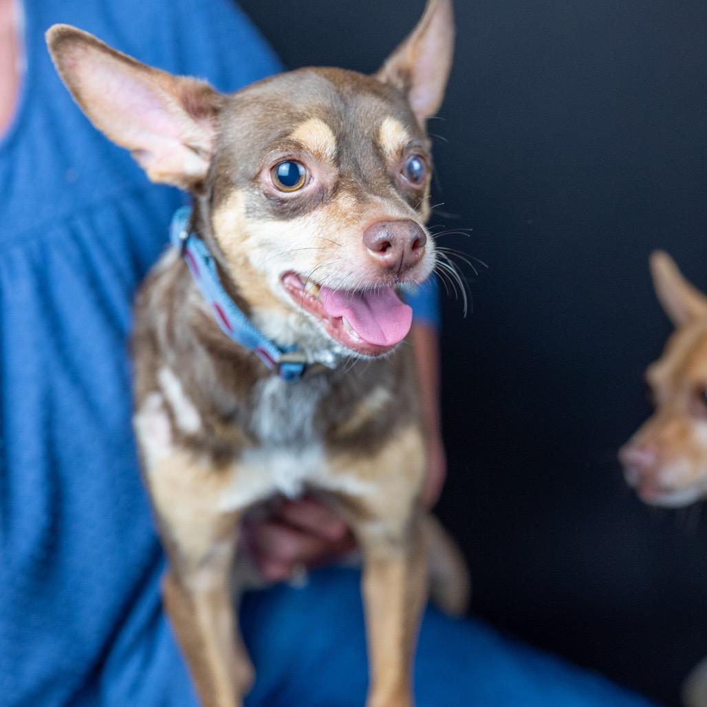 Hershey, Adopted, Senior Male Chihuahua.