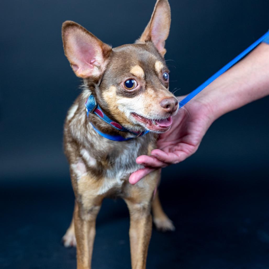 Enlarge Hershey, a Adopted Chihuahua in Austell, GA image 2/6