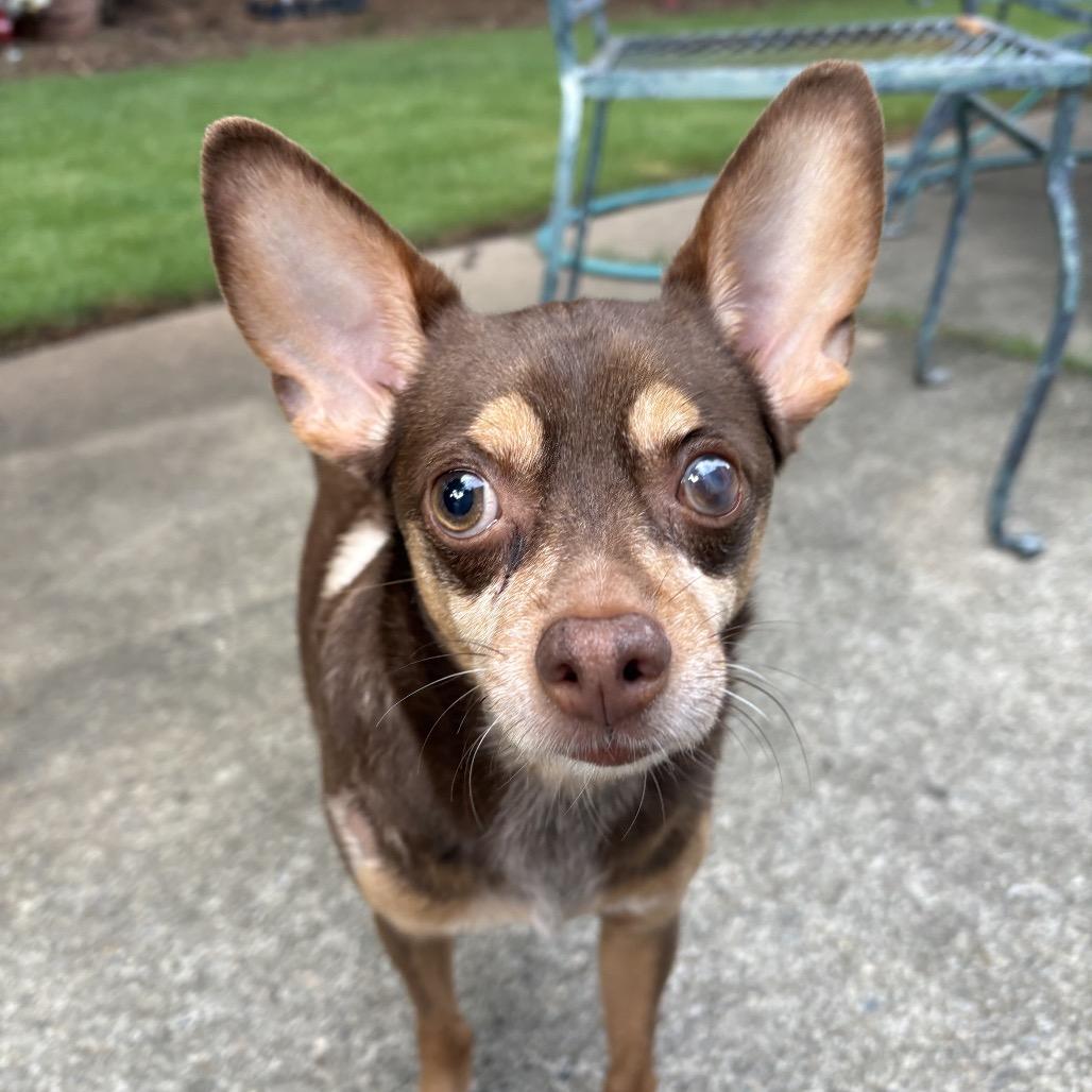 Enlarge Hershey, a Adopted Chihuahua in Austell, GA image 3/6