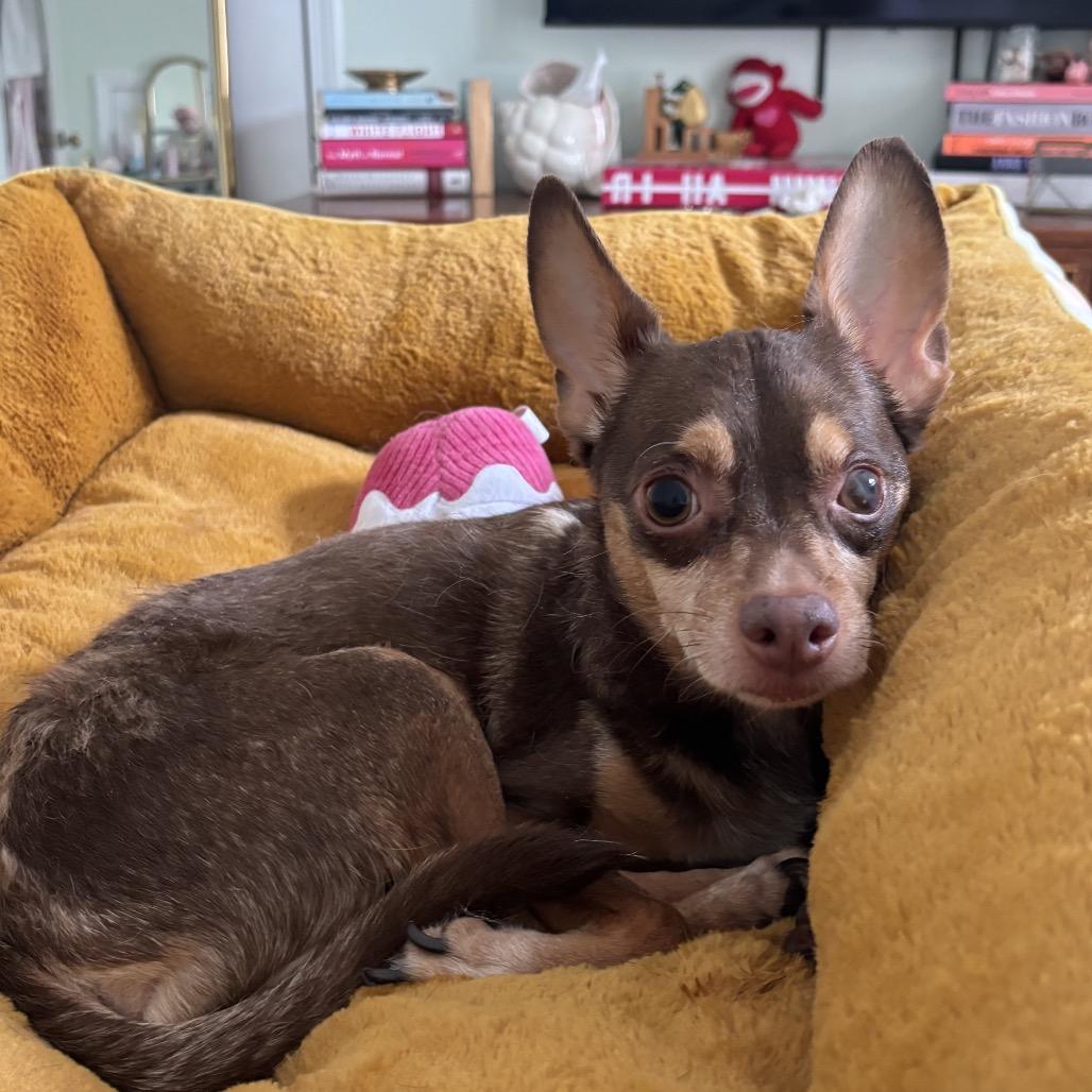 Enlarge Hershey, a Adopted Chihuahua in Austell, GA image 4/6