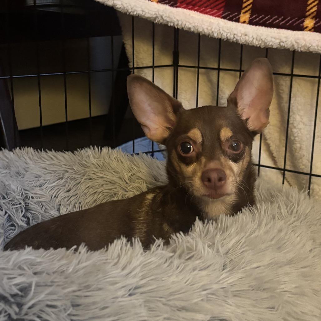 Enlarge Hershey, a Adopted Chihuahua in Austell, GA image 5/6