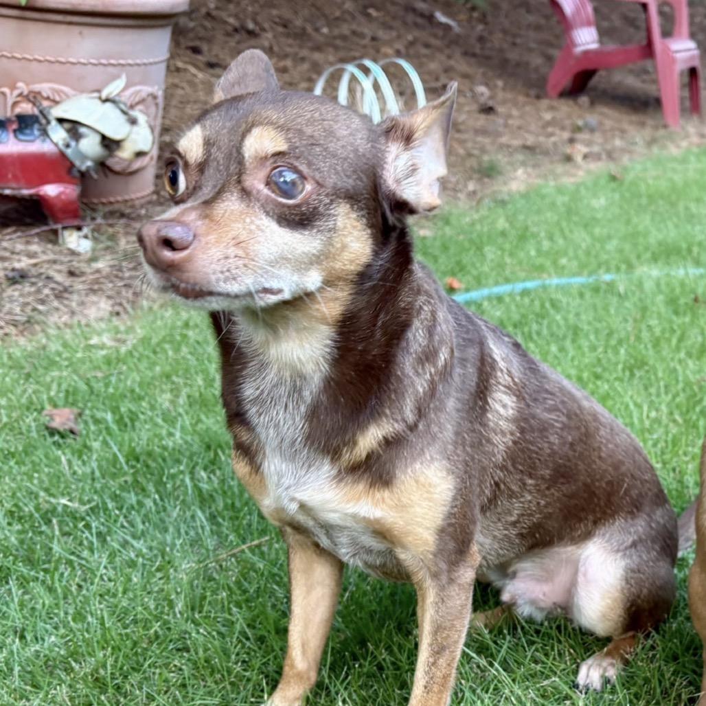 Enlarge Hershey, a Adopted Chihuahua in Austell, GA image 6/6