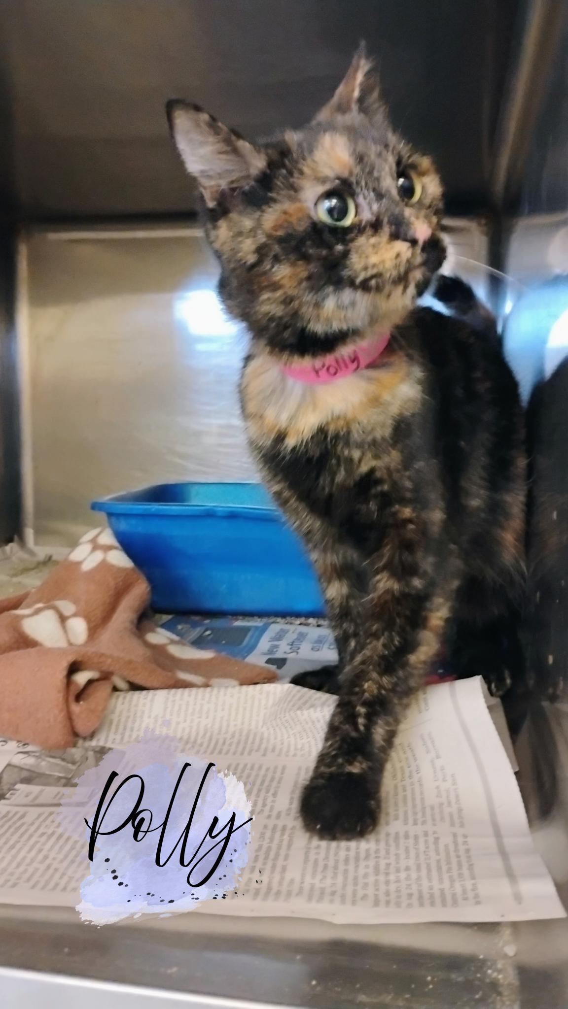 Enlarge Polly, a Adoptable Tortoiseshell in Muncie, IN image 1/1