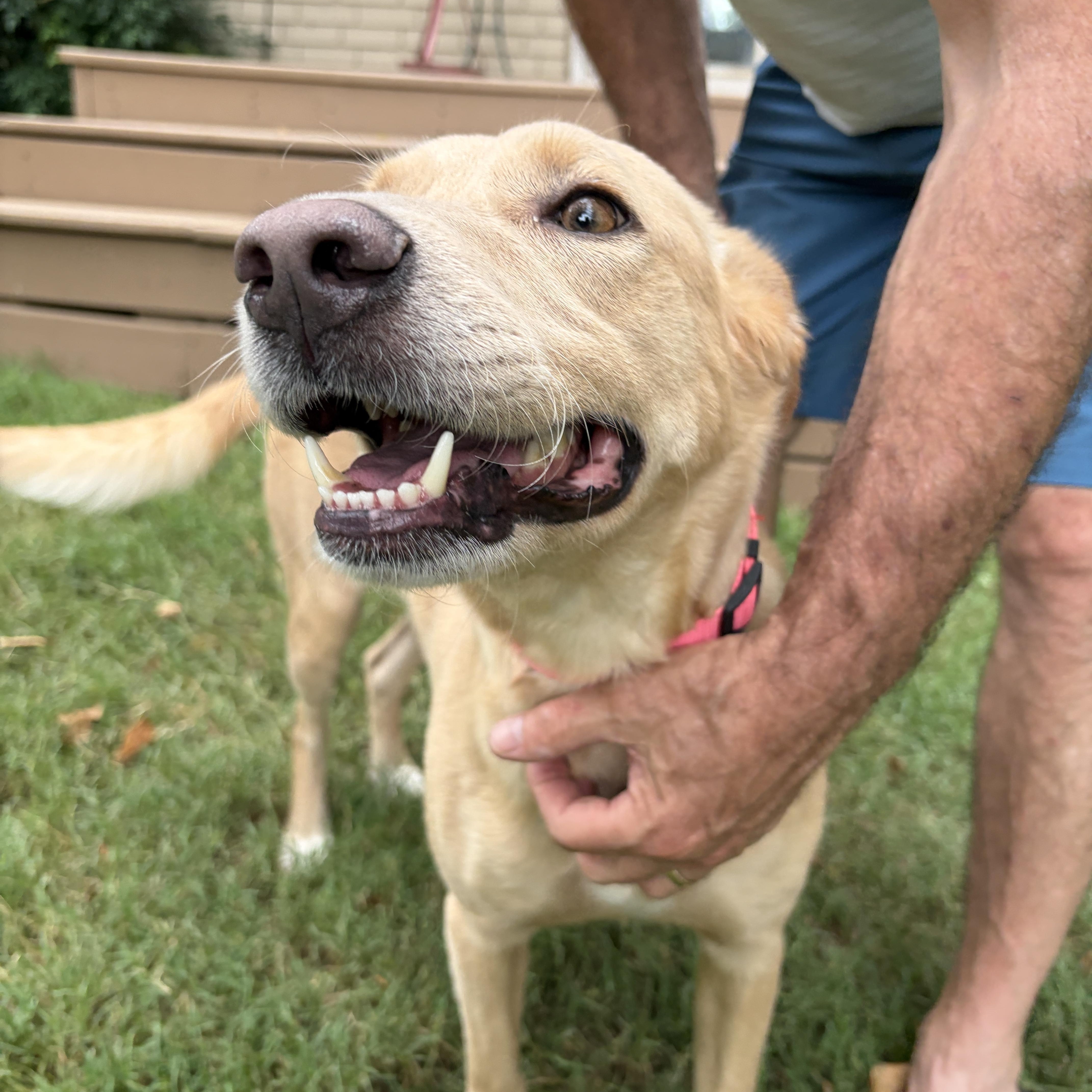Enlarge Rosie, an adopted mixed breed in Cincinnati , OH image 4/5