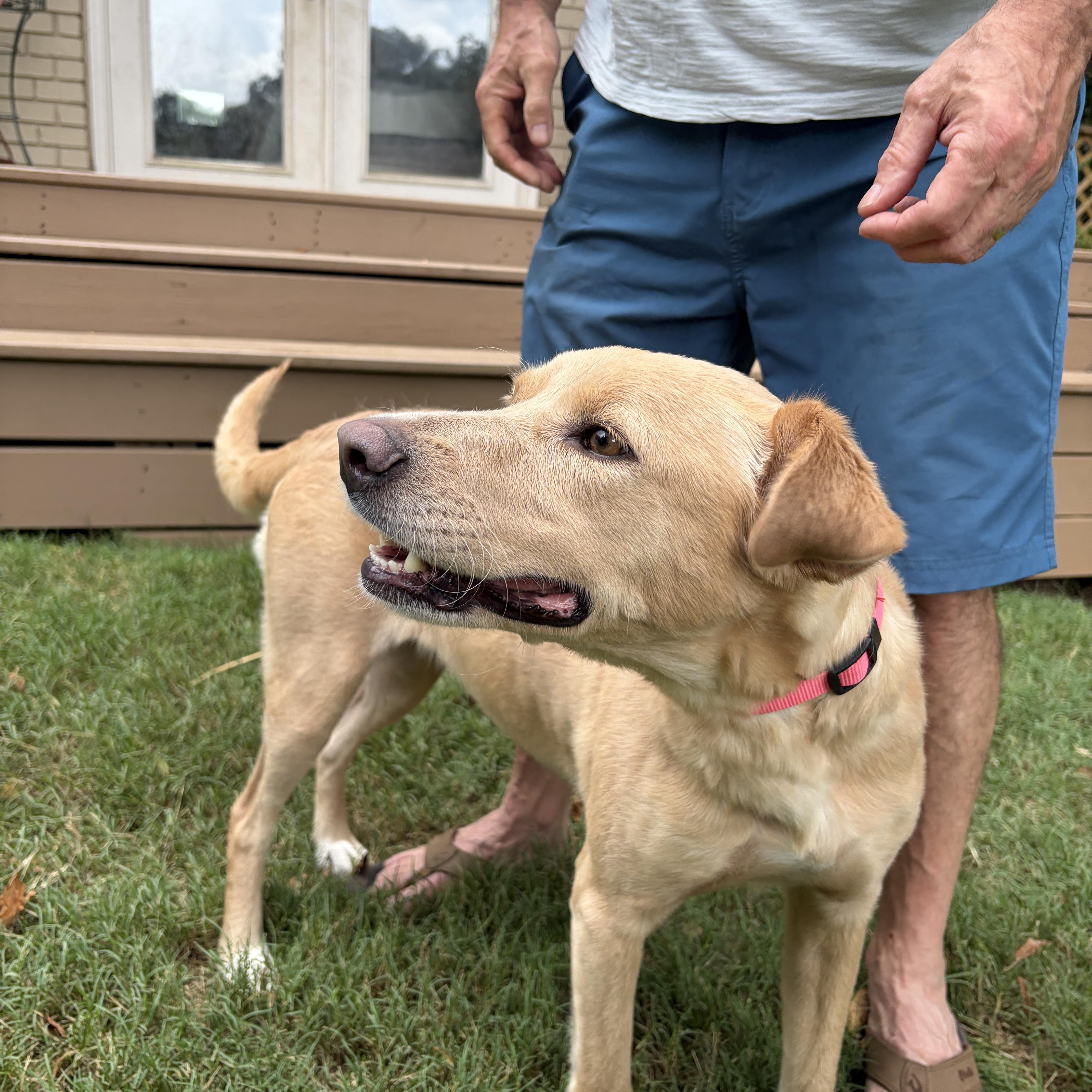 Enlarge Rosie, an adopted mixed breed in Cincinnati , OH image 3/5