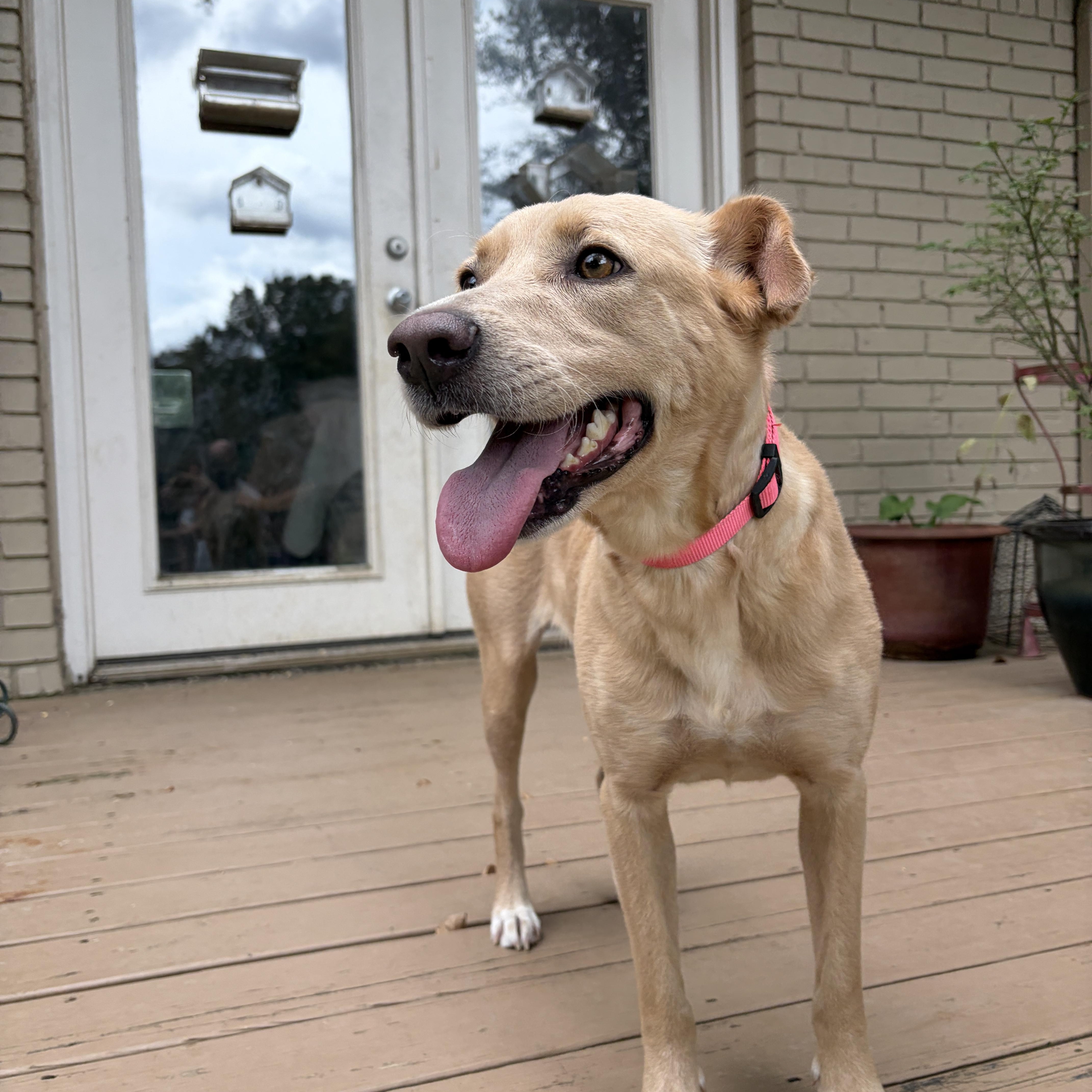 Enlarge Rosie, an adopted mixed breed in Cincinnati , OH image 2/5