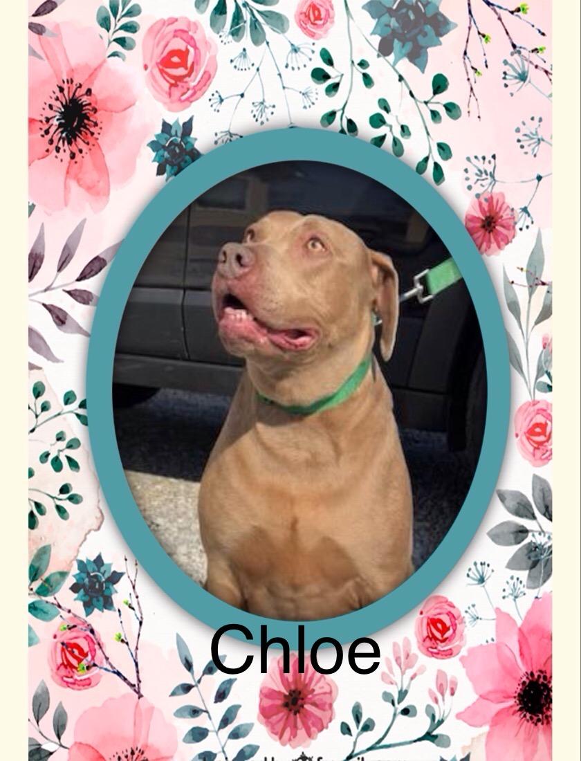 Chloe, a Adoptable Staffordshire Bull Terrier in Maryville, TN image 4/6