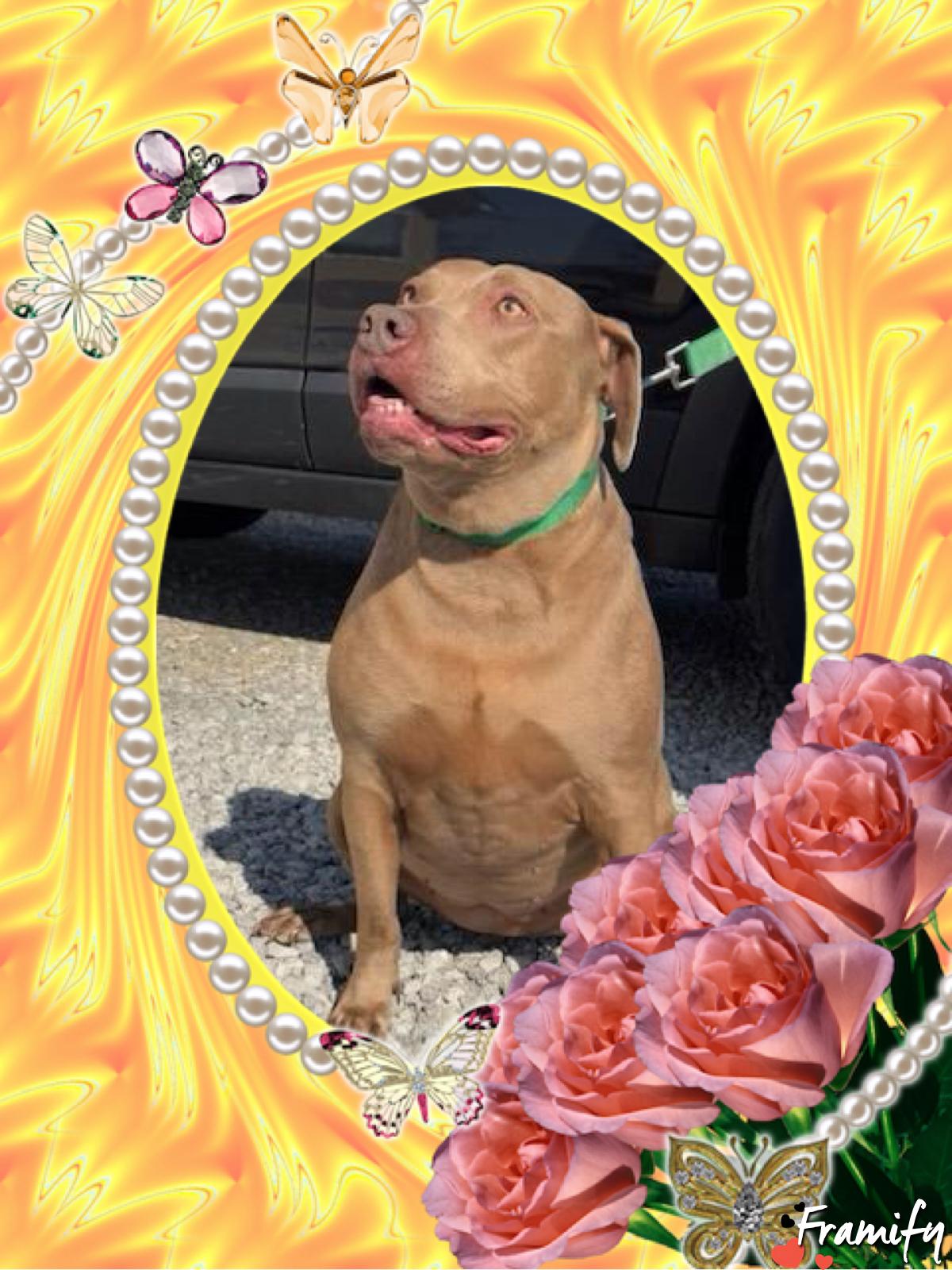 Chloe, a Adoptable Staffordshire Bull Terrier in Maryville, TN image 1/6