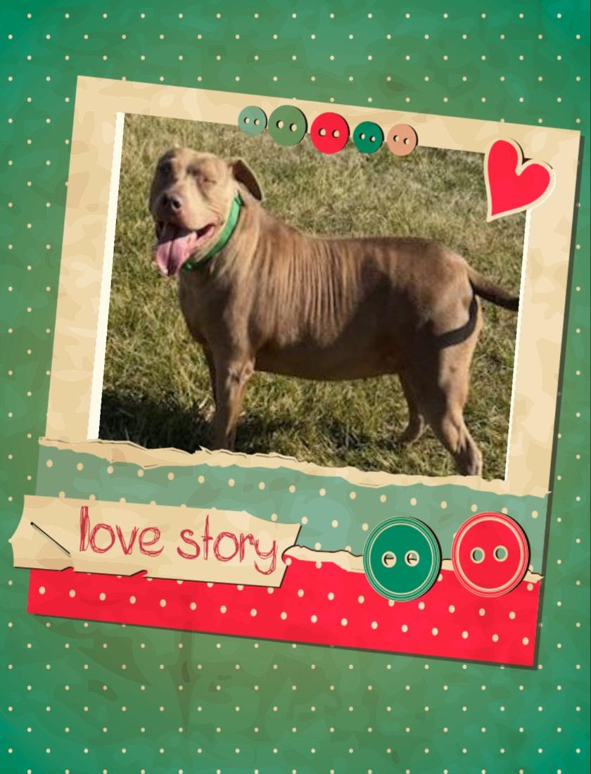 Chloe, a Adoptable Staffordshire Bull Terrier in Maryville, TN image 5/6