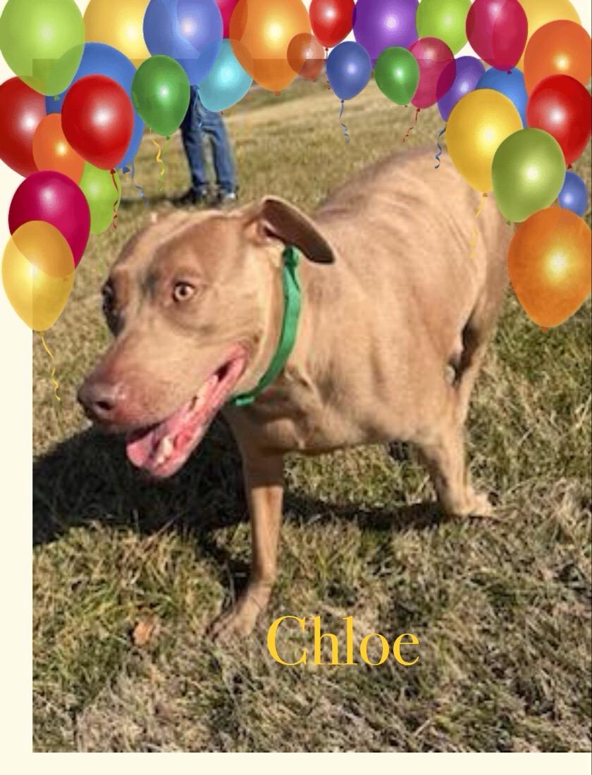 Chloe, a Adoptable Staffordshire Bull Terrier in Maryville, TN image 2/6