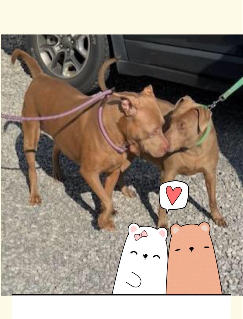 Chloe, a Adoptable Staffordshire Bull Terrier in Maryville, TN image 6/6