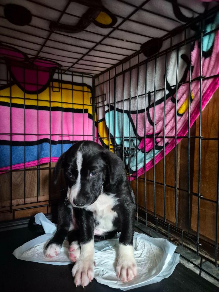 Enlarge Larry, a Adoptable Mixed Breed in Center, TX image 1/1