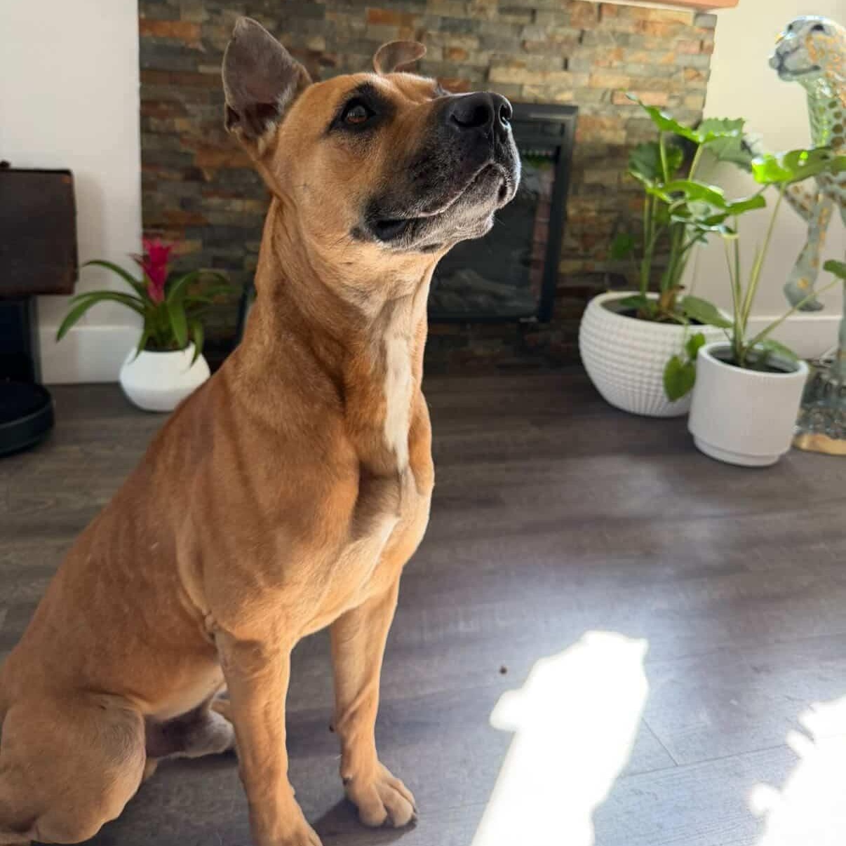 Enlarge Bodhi, a Adoptable Black Mouth Cur in Red Bank , NJ image 2/4