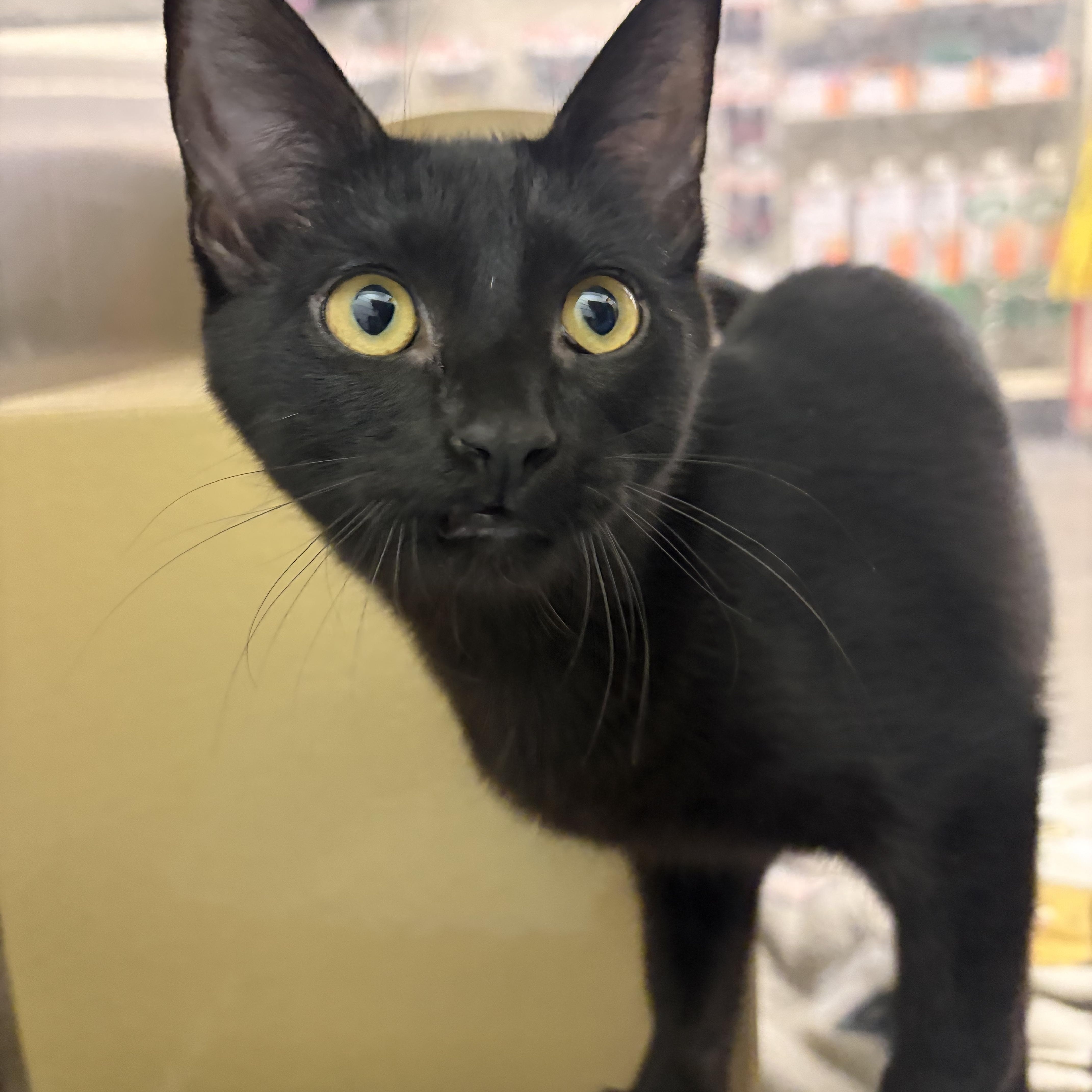 Macy, Adoptable, Young Female Domestic Short Hair.