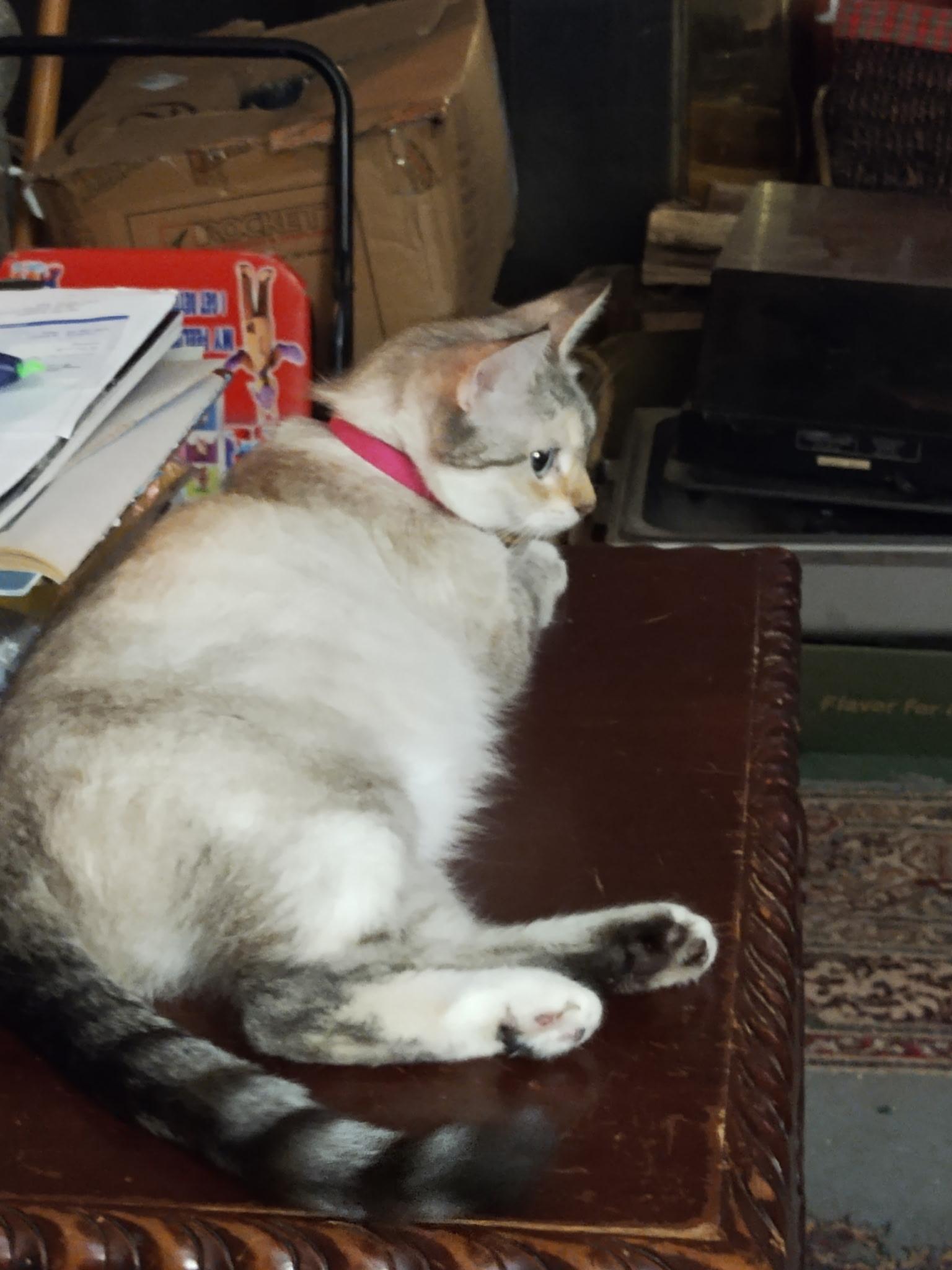 Enlarge Honey Bun, a Adoptable mixed breed in St Petersburg, FL image 1/4