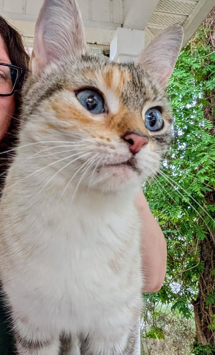 Enlarge Honey Bun, a Adoptable mixed breed in St Petersburg, FL image 2/4