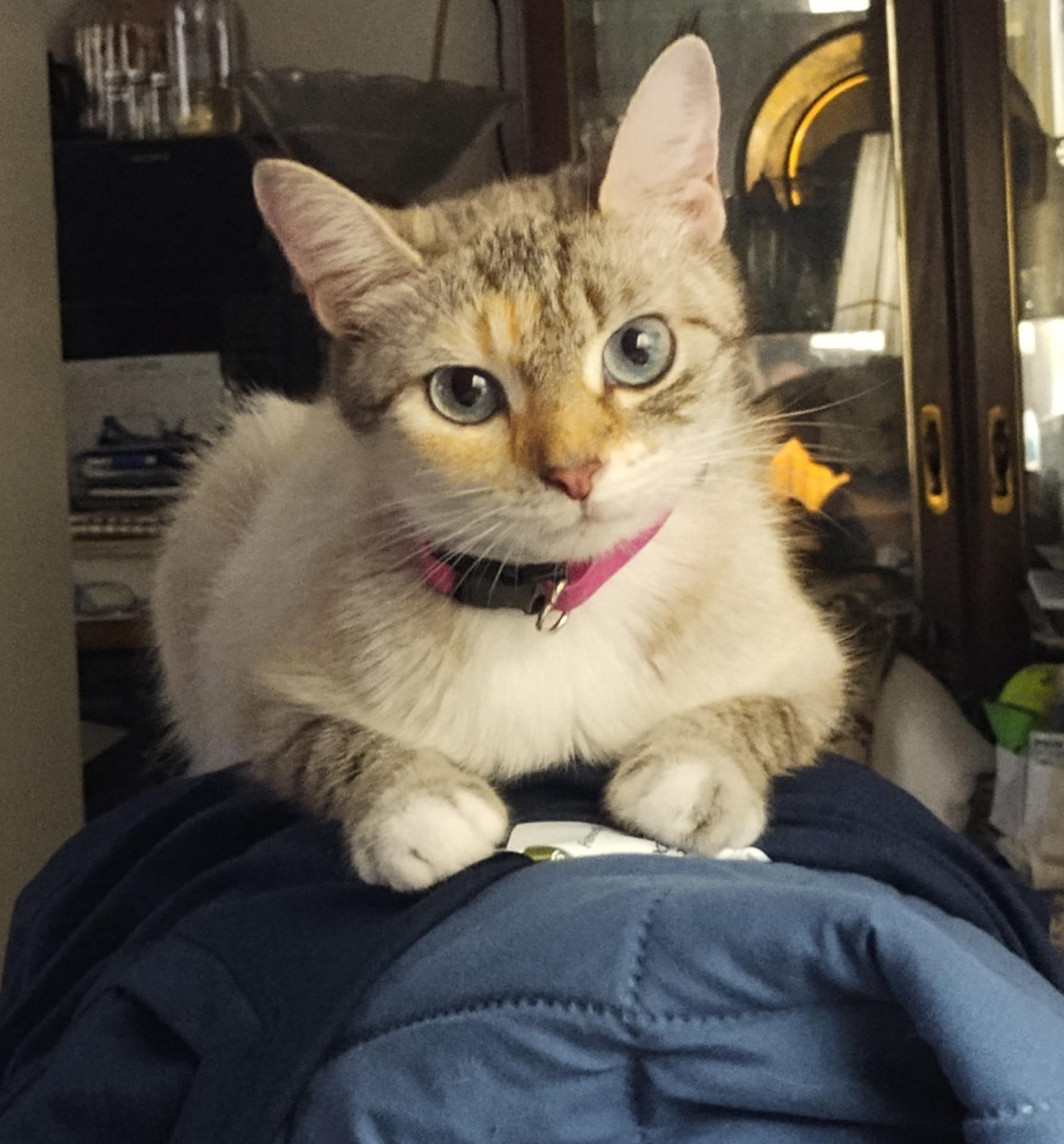 Enlarge Honey Bun, a Adoptable mixed breed in St Petersburg, FL image 3/4