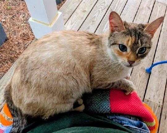 Enlarge Honey Bun, a Adoptable mixed breed in St Petersburg, FL image 4/4