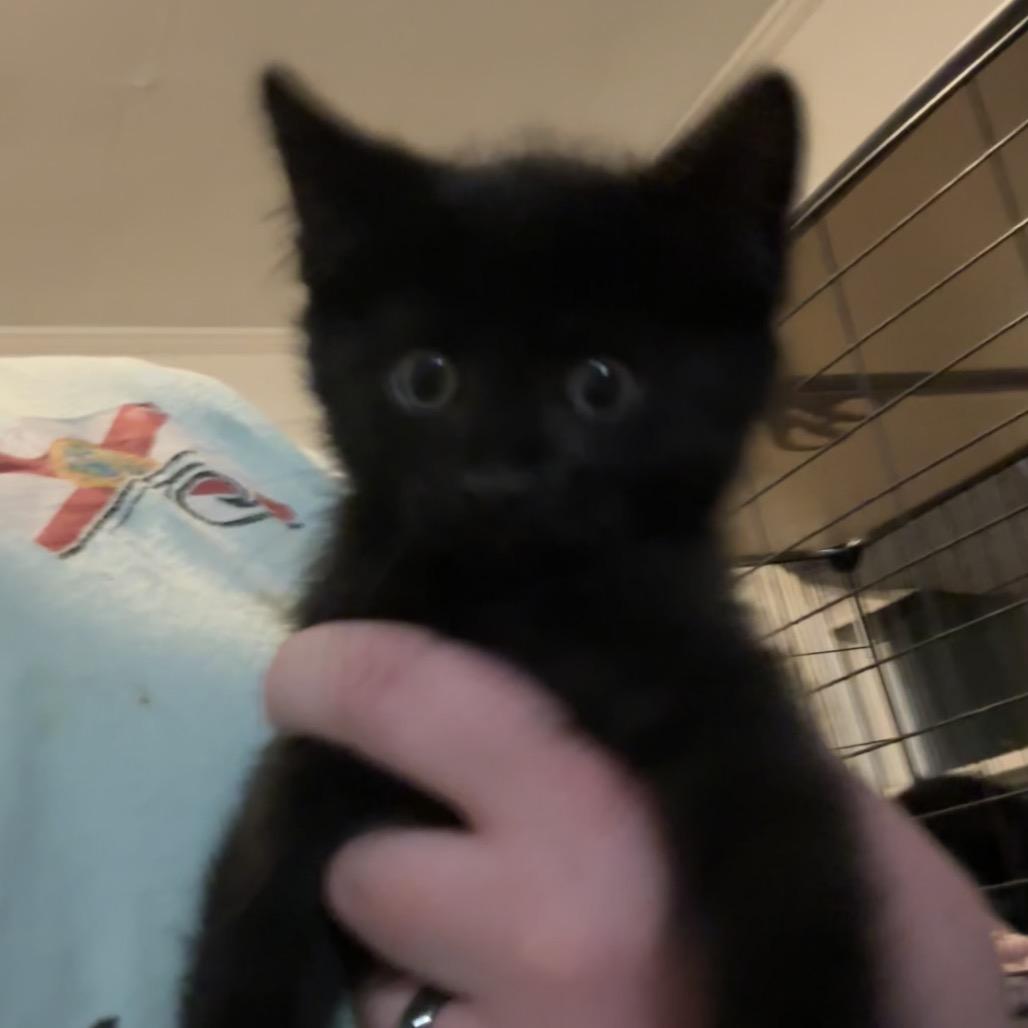 Berserker, Adoptable, Kitten Female Domestic Short Hair.