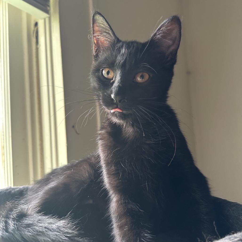Enlarge Berserker, a Adoptable Domestic Short Hair in Pittsburg, KS image 2/2