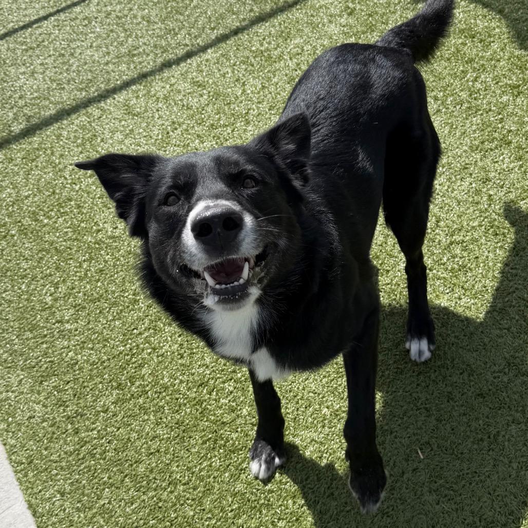 Jerry, Adoptable, Adult Male Border Collie & Mixed Breed.