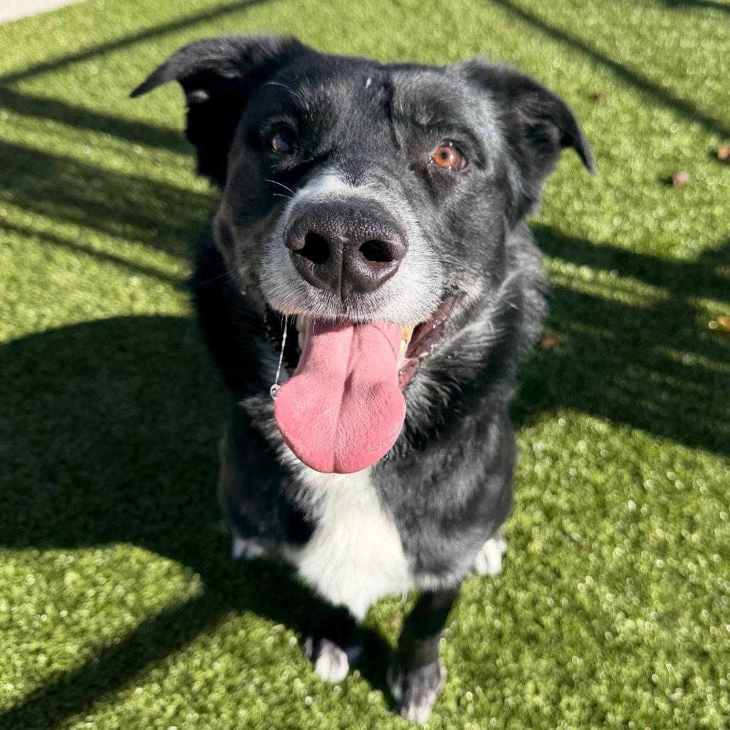 Enlarge Jerry, a Adoptable mixed breed in Cody, WY image 1/3