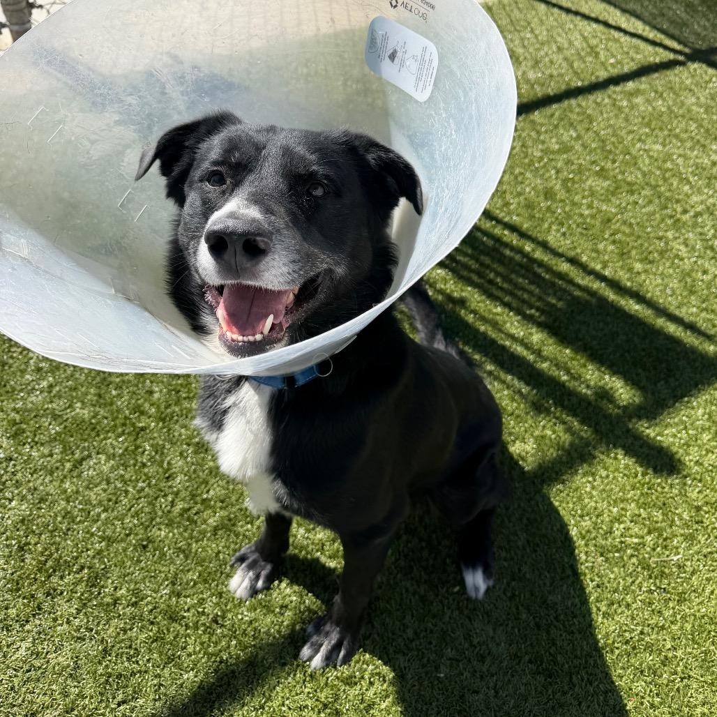 Enlarge Jerry, a Adoptable mixed breed in Cody, WY image 2/3