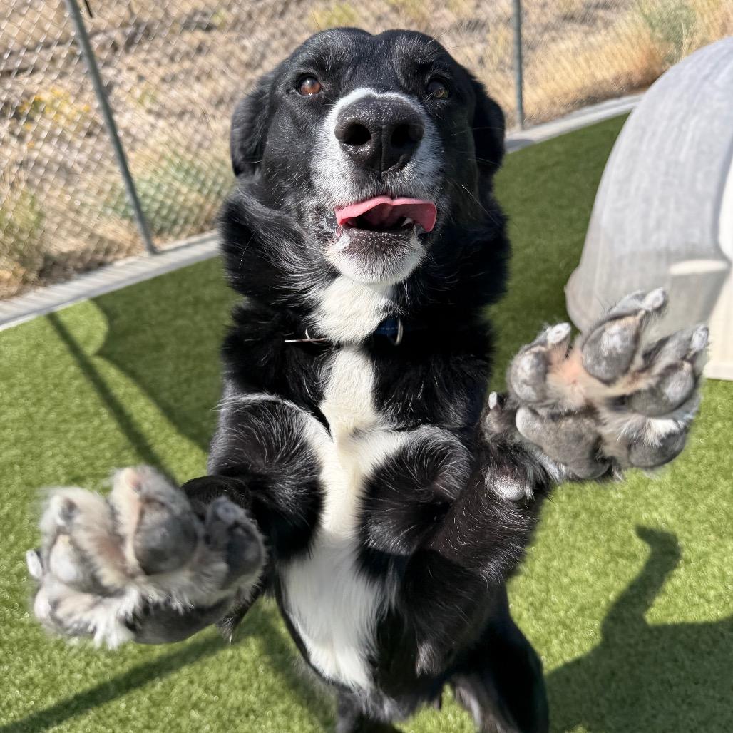 Enlarge Jerry, a Adoptable mixed breed in Cody, WY image 4/6