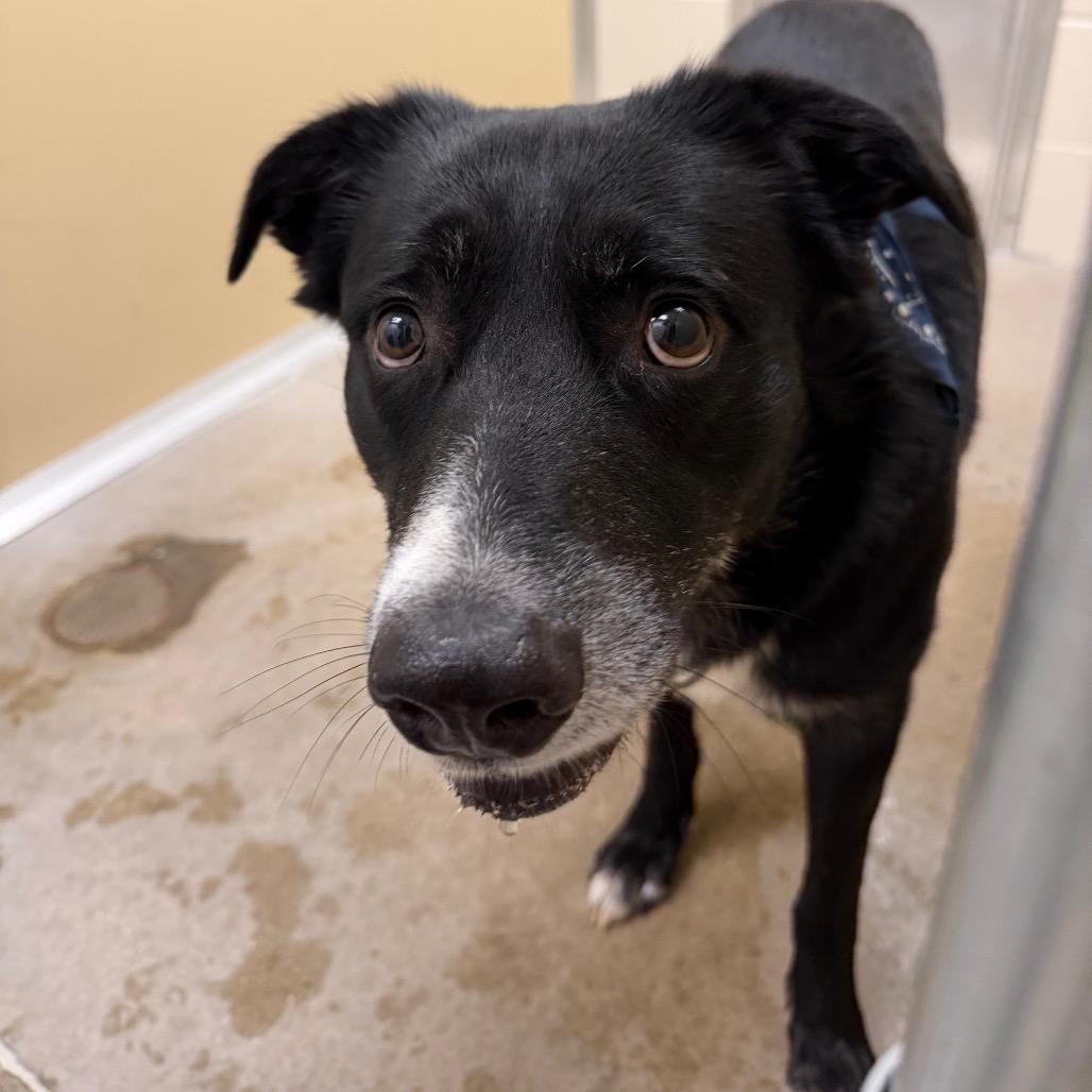 Enlarge Jerry, a Adoptable mixed breed in Cody, WY image 3/3
