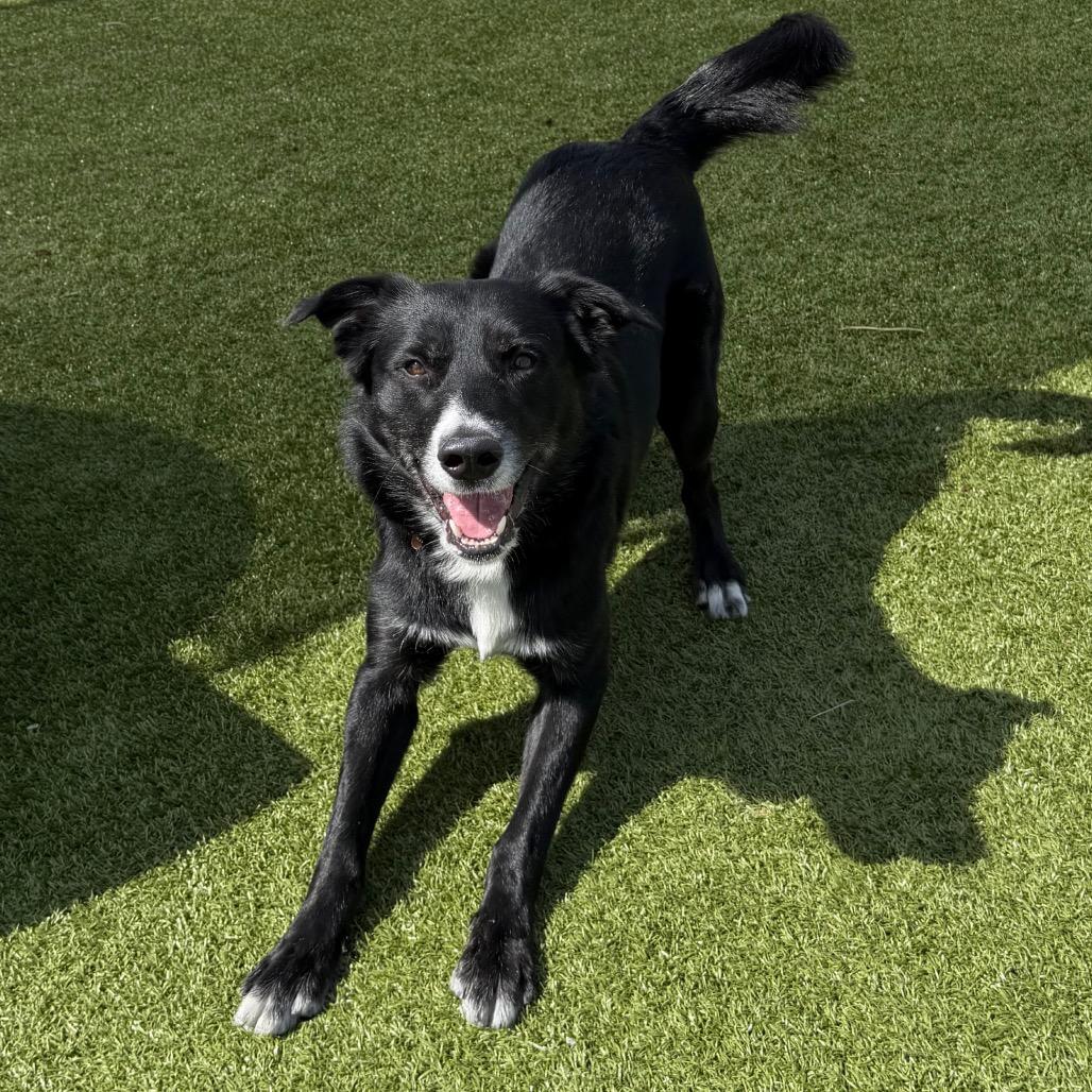 Enlarge Jerry, a Adoptable mixed breed in Cody, WY image 5/6