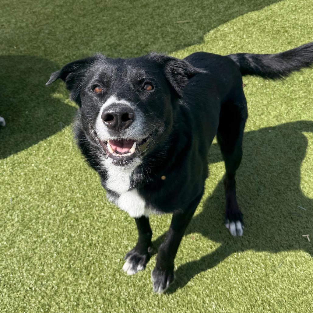 Enlarge Jerry, a Adoptable mixed breed in Cody, WY image 6/6