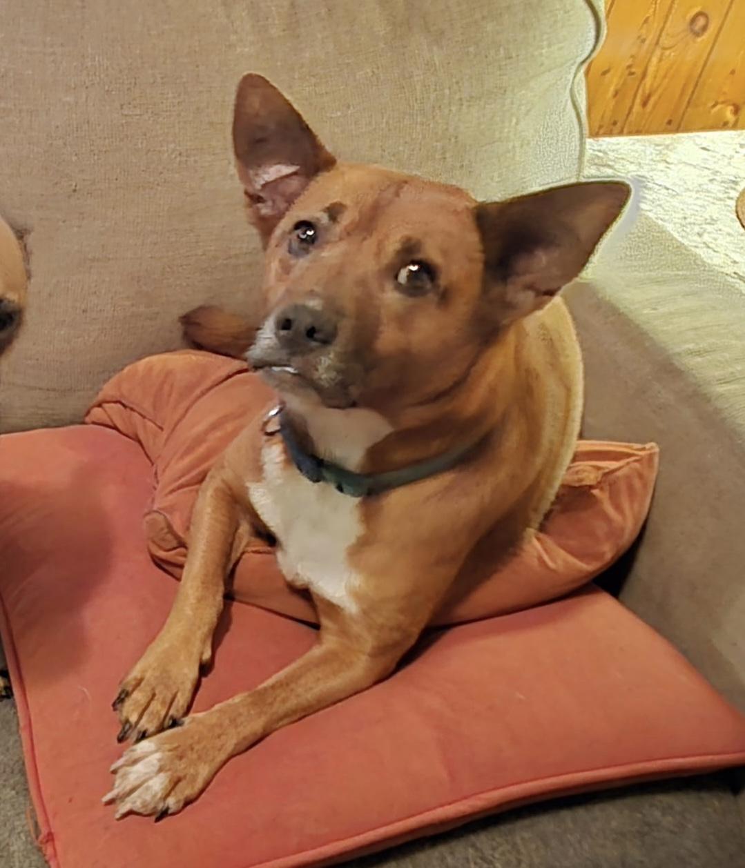 Brandi, adopted, Adult Female Chihuahua & Basenji.