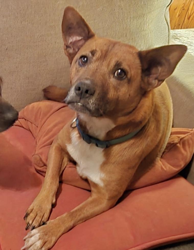 Brandi, an adopted mixed breed in Scott Depot, WV image 2/2