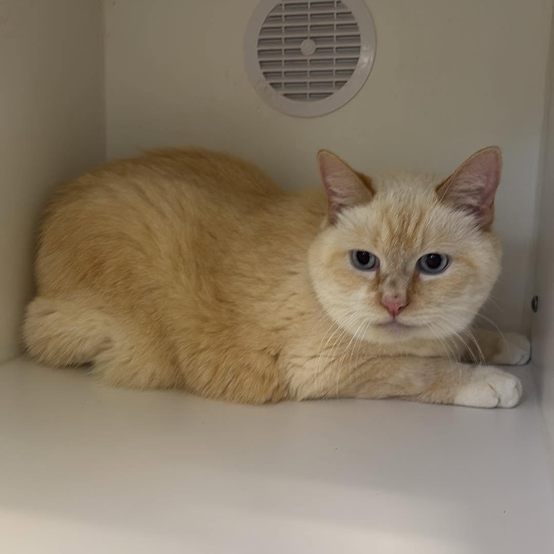 Lumiere, ADOPTABLE, Senior Male Domestic Short Hair.