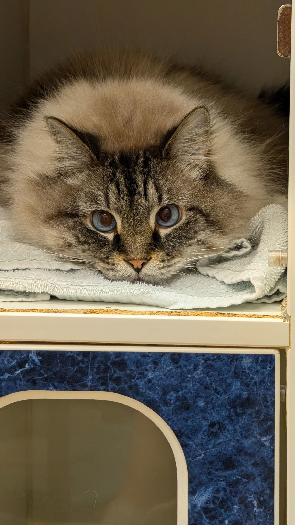 Charlie, Adoptable, Senior Male Ragdoll & Domestic Long Hair.