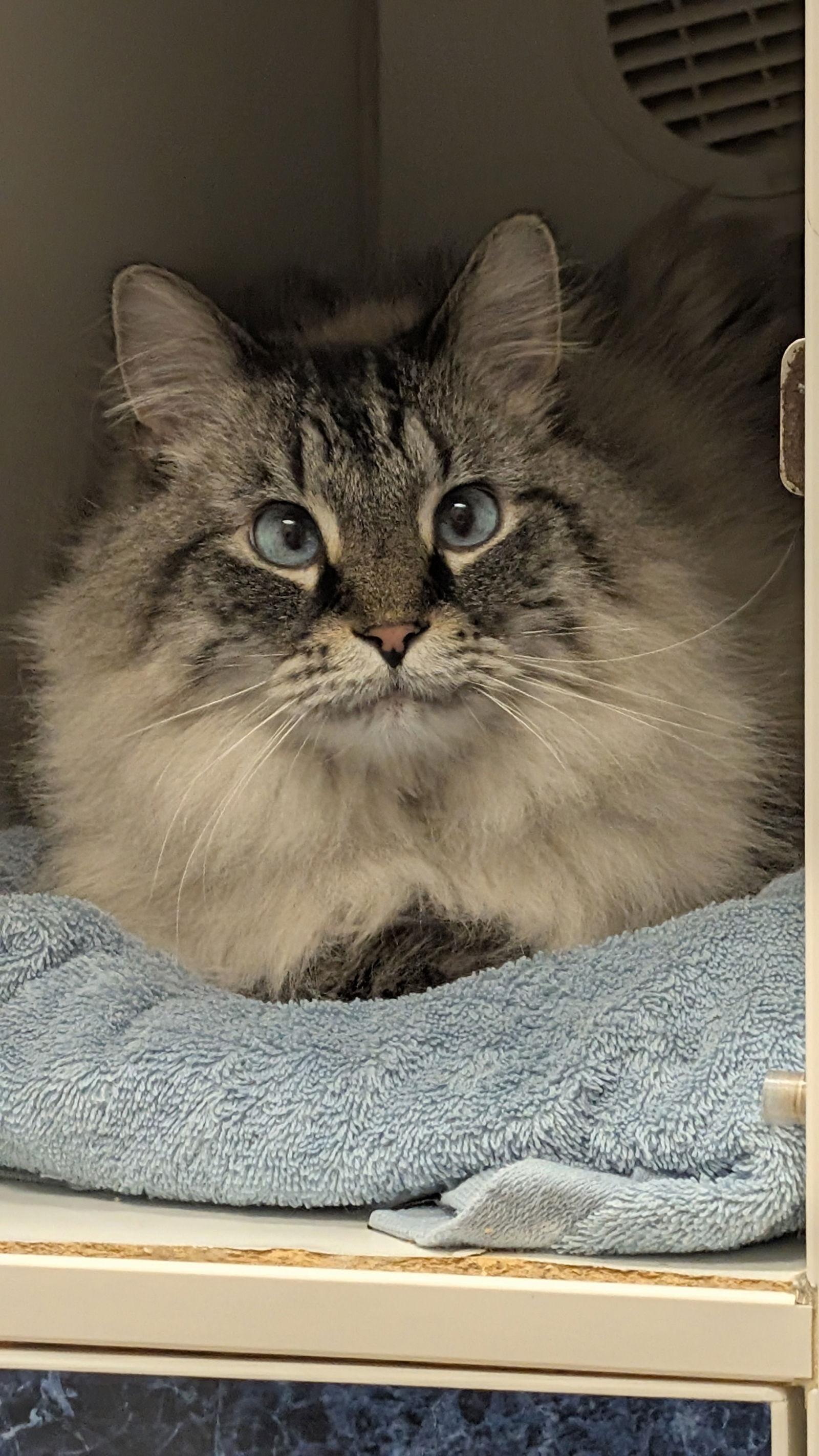 Enlarge Charlie, a Adoptable mixed breed in Columbus, OH image 2/3