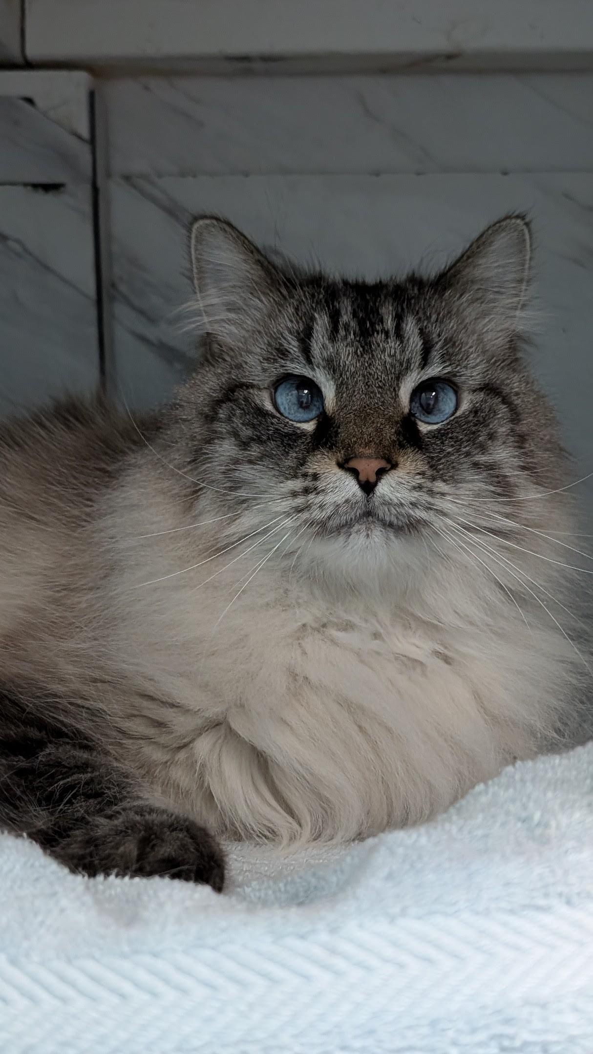 Enlarge Charlie, a Adoptable mixed breed in Columbus, OH image 3/3