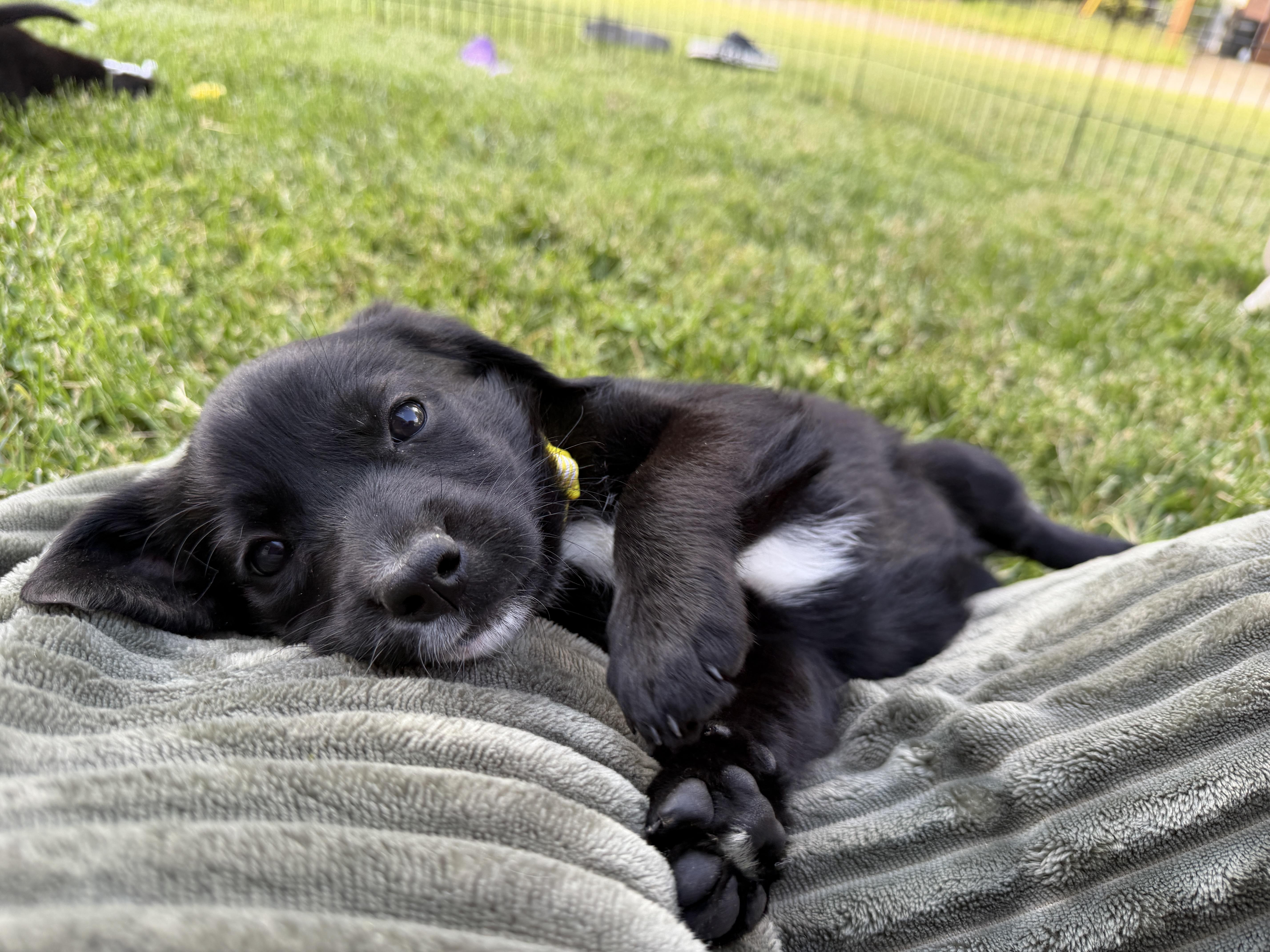 Enlarge Pippa, a ADOPTABLE mixed breed in Jeffersonville, IN image 6/6