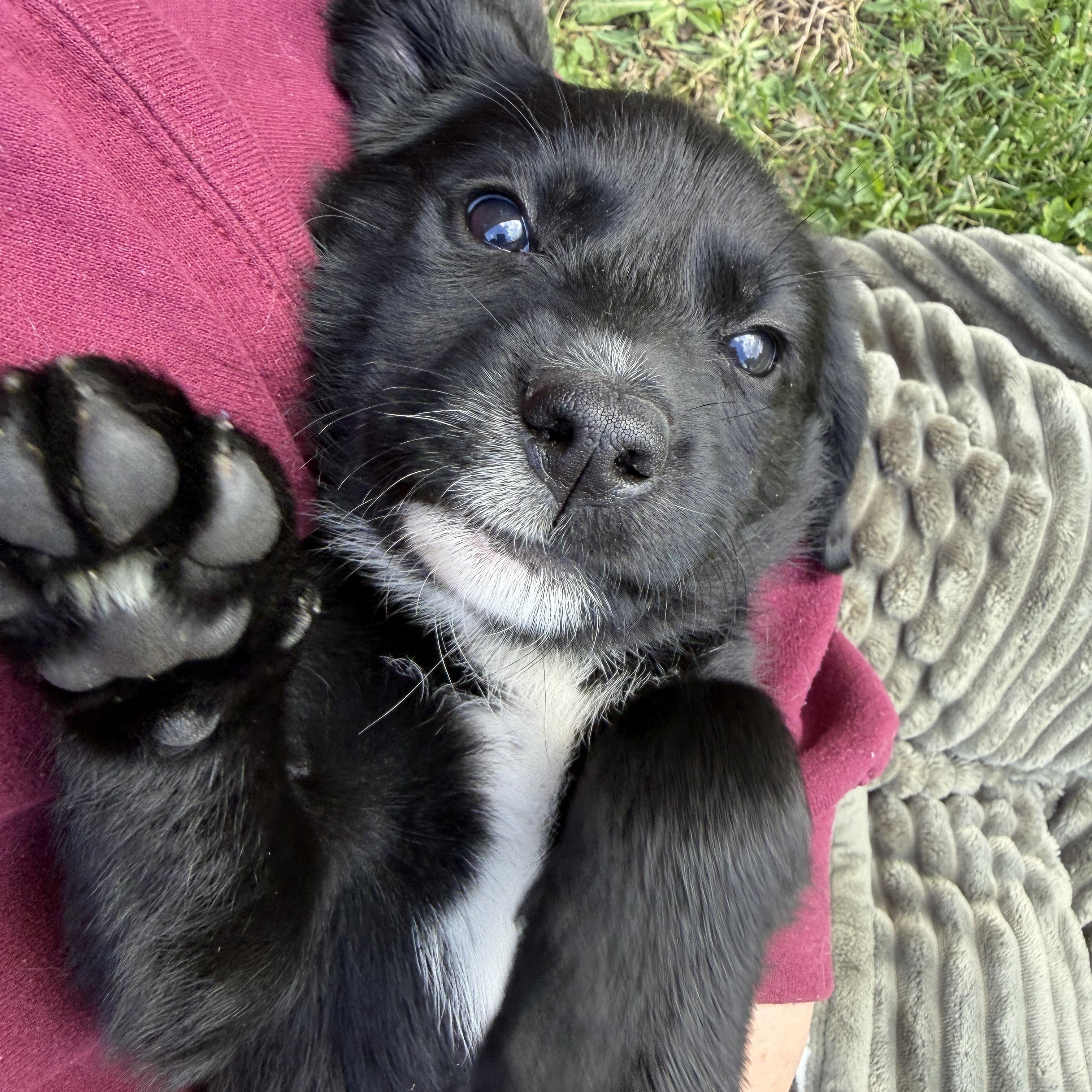 Enlarge Pippa, a ADOPTABLE mixed breed in Jeffersonville, IN image 5/6