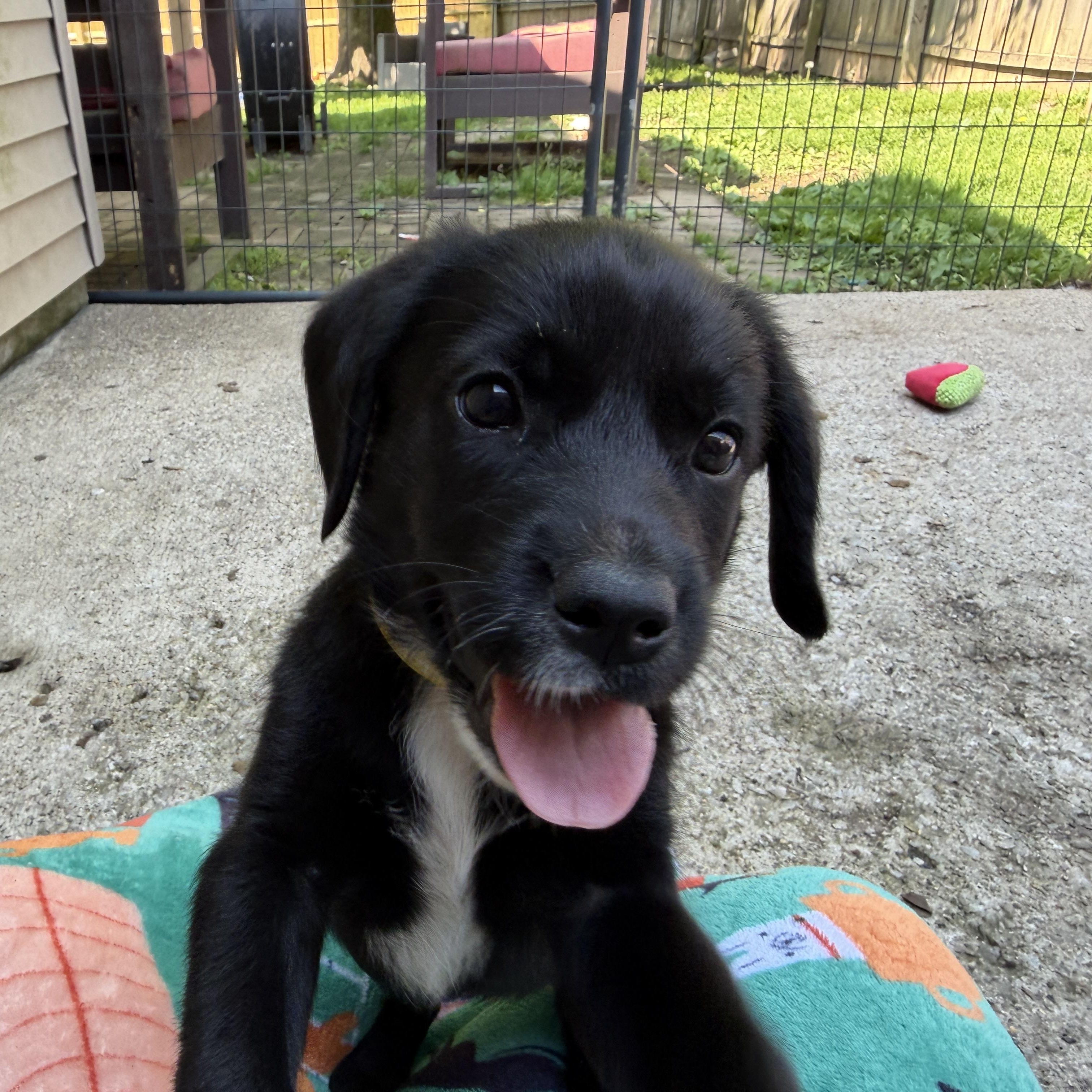Enlarge Pippa, a ADOPTABLE mixed breed in Jeffersonville, IN image 3/6