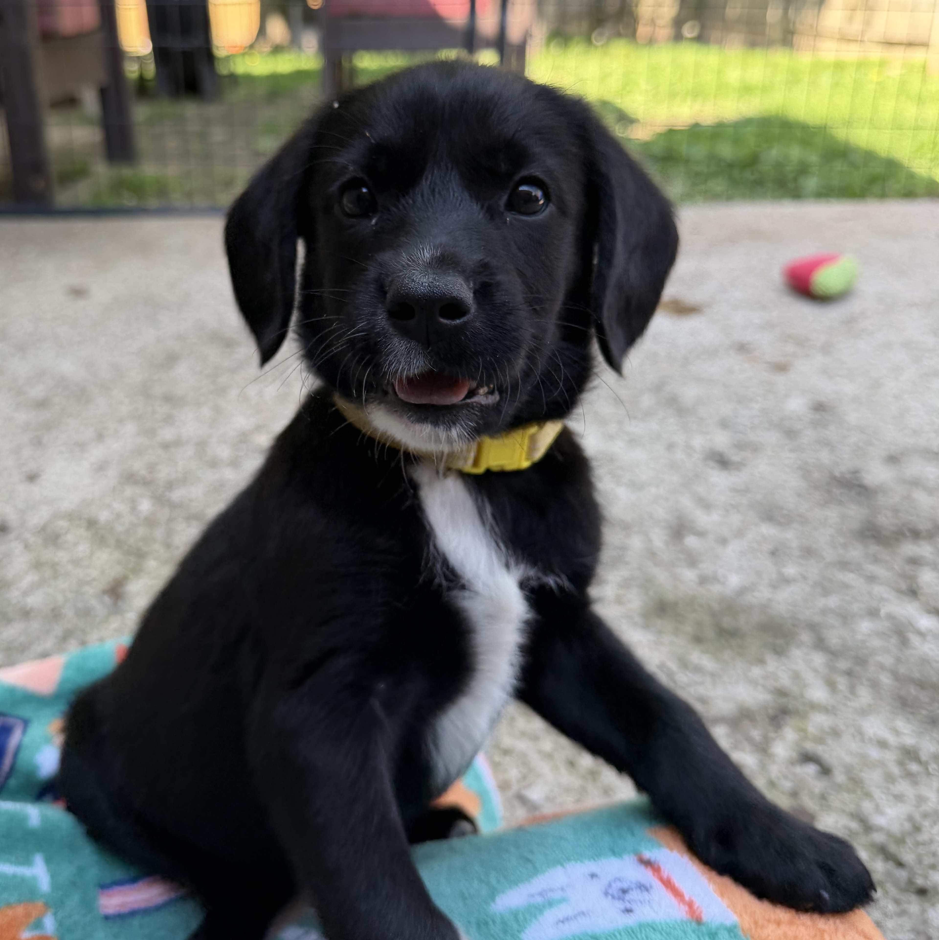 Pippa, ADOPTABLE, Puppy Female Beagle & Labrador Retriever.