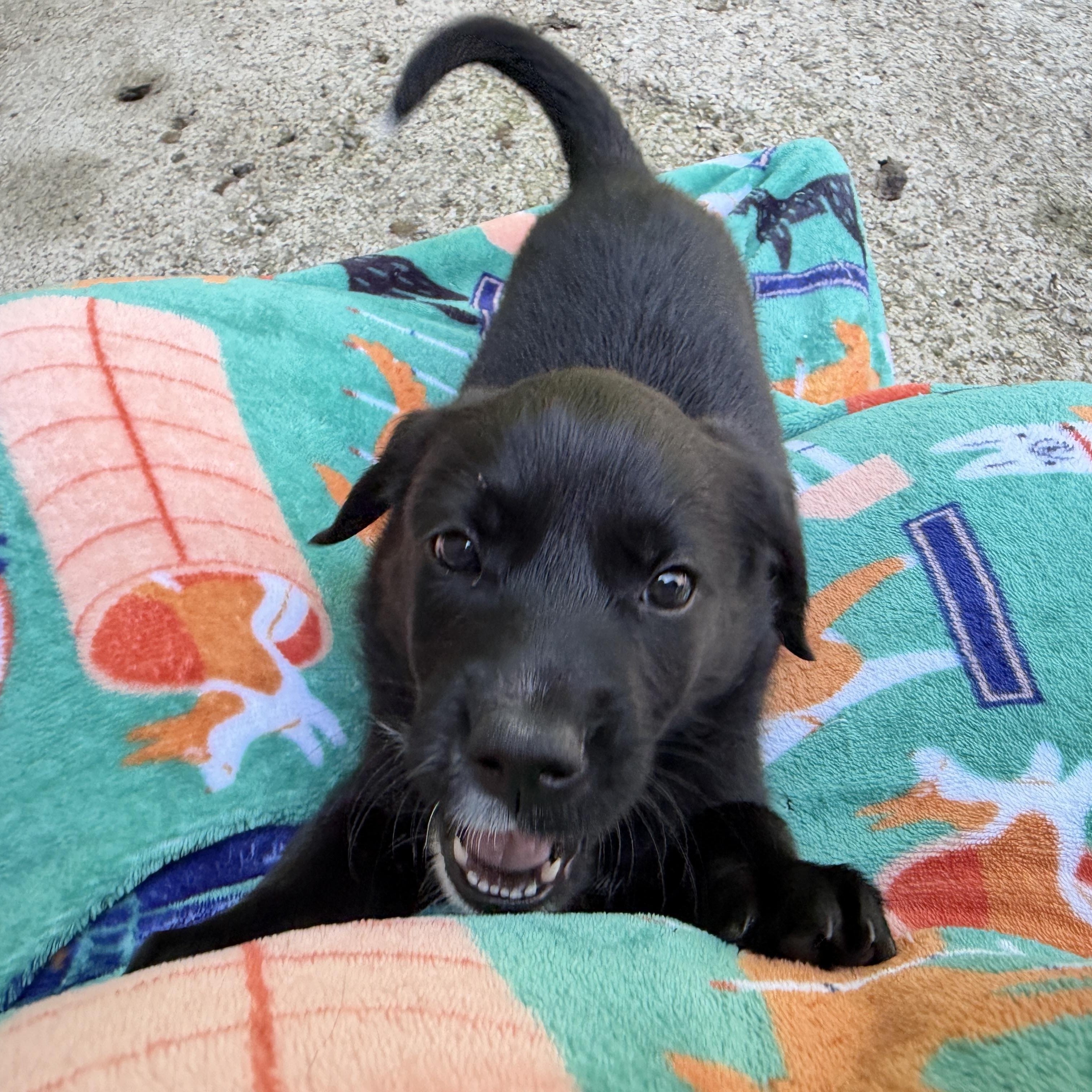 Enlarge Pippa, a ADOPTABLE mixed breed in Jeffersonville, IN image 4/6