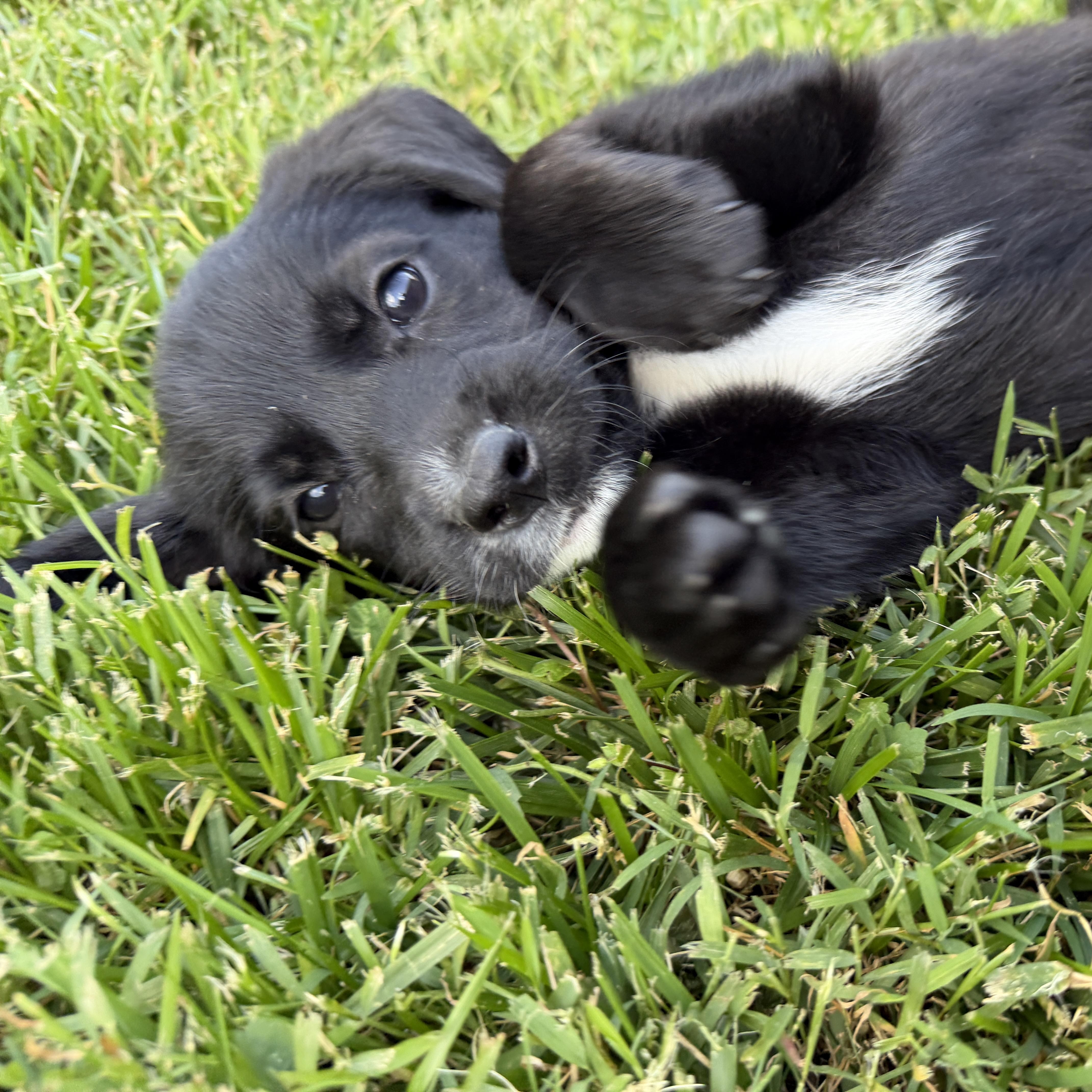 Enlarge Pippa, a ADOPTABLE mixed breed in Jeffersonville, IN image 2/6