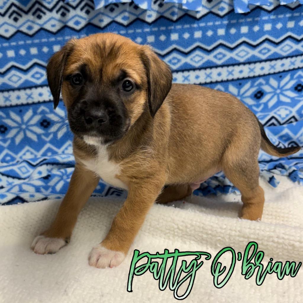 Enlarge Patty O'Brian, a Adoptable mixed breed in Hillsboro, OH image 1/1