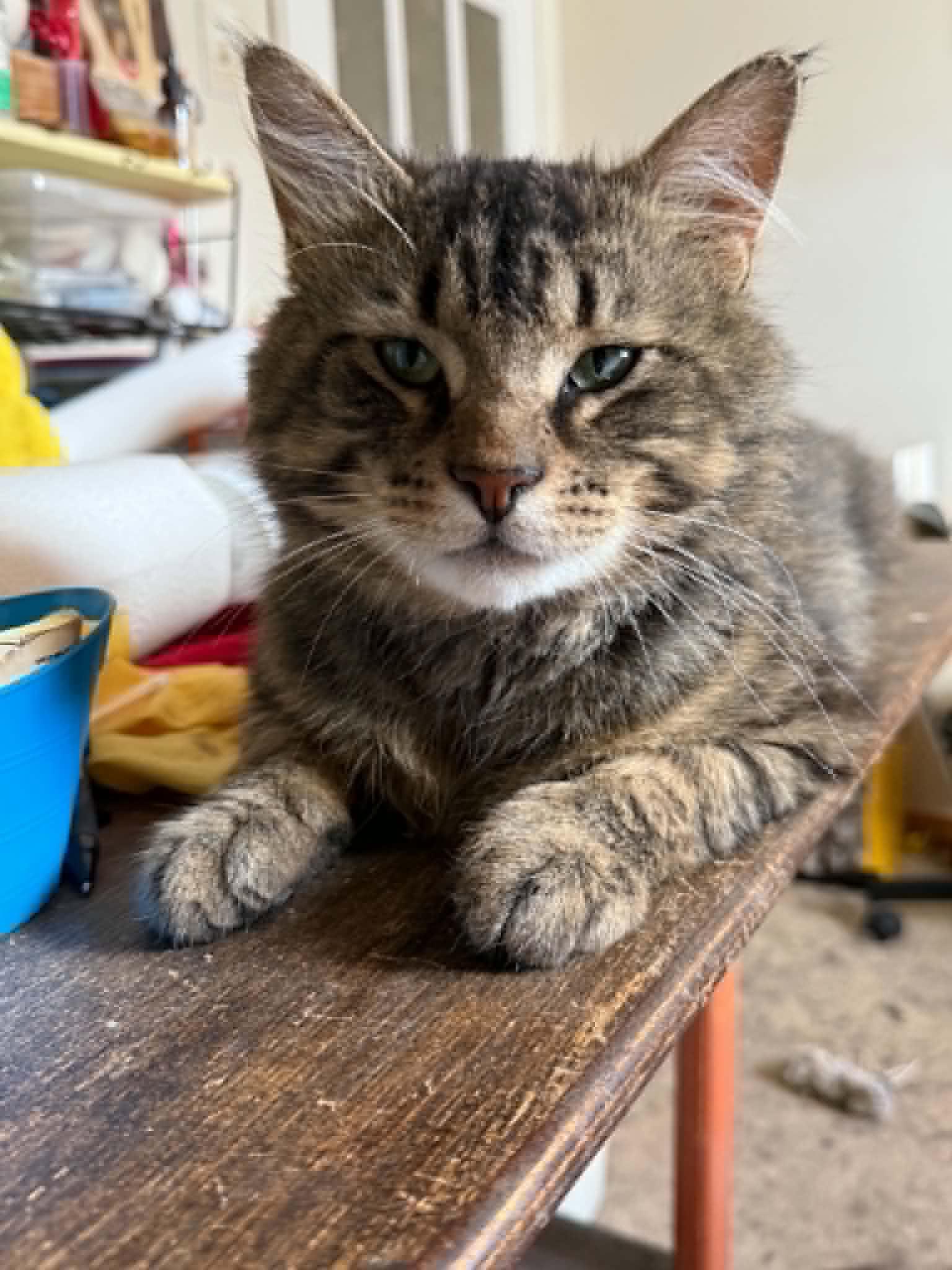 Enlarge Dean & Trystyn, a Adoptable Domestic Short Hair in Spencerville, ON image 1/6