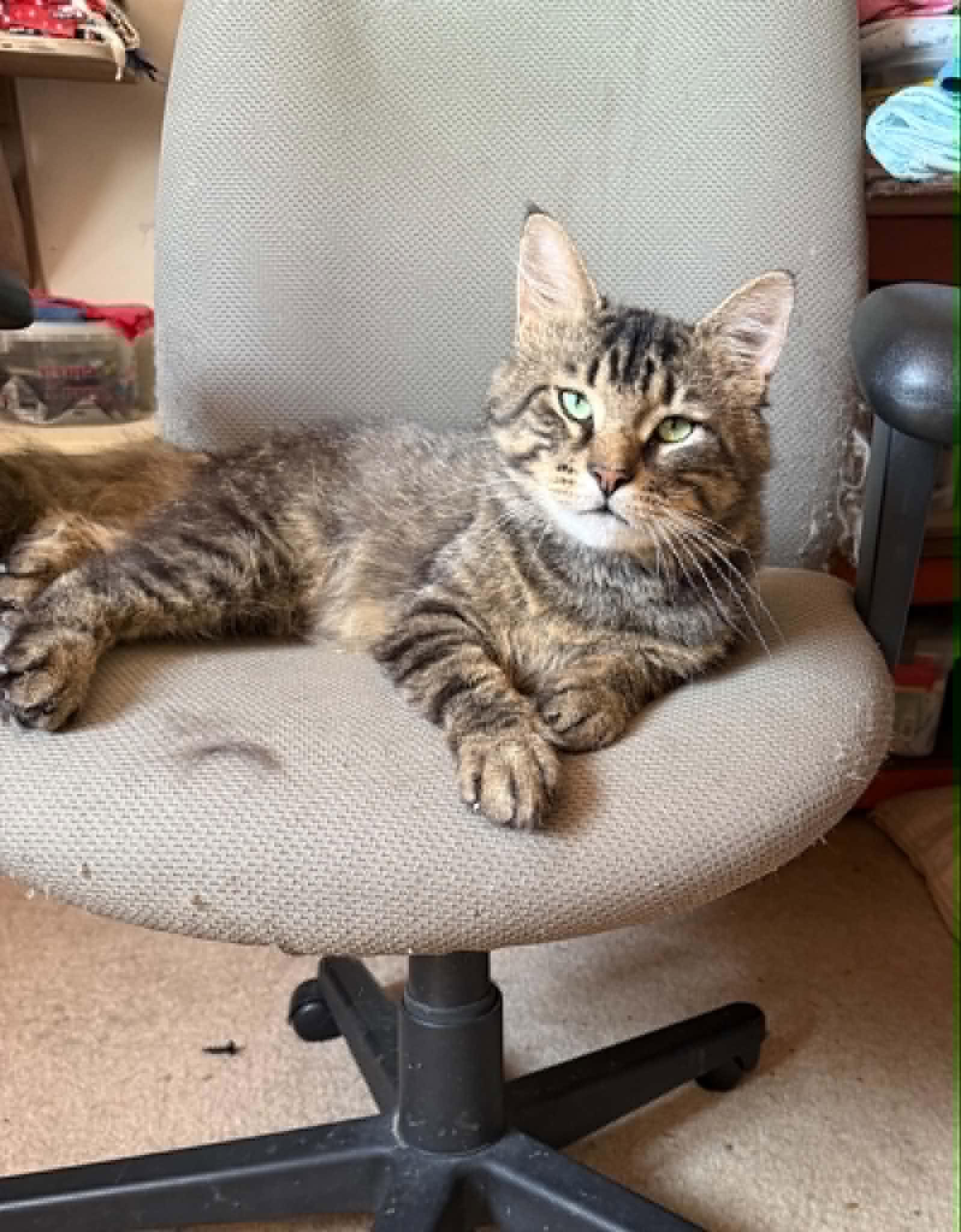 Enlarge Dean & Trystyn, a Adoptable Domestic Short Hair in Spencerville, ON image 5/6