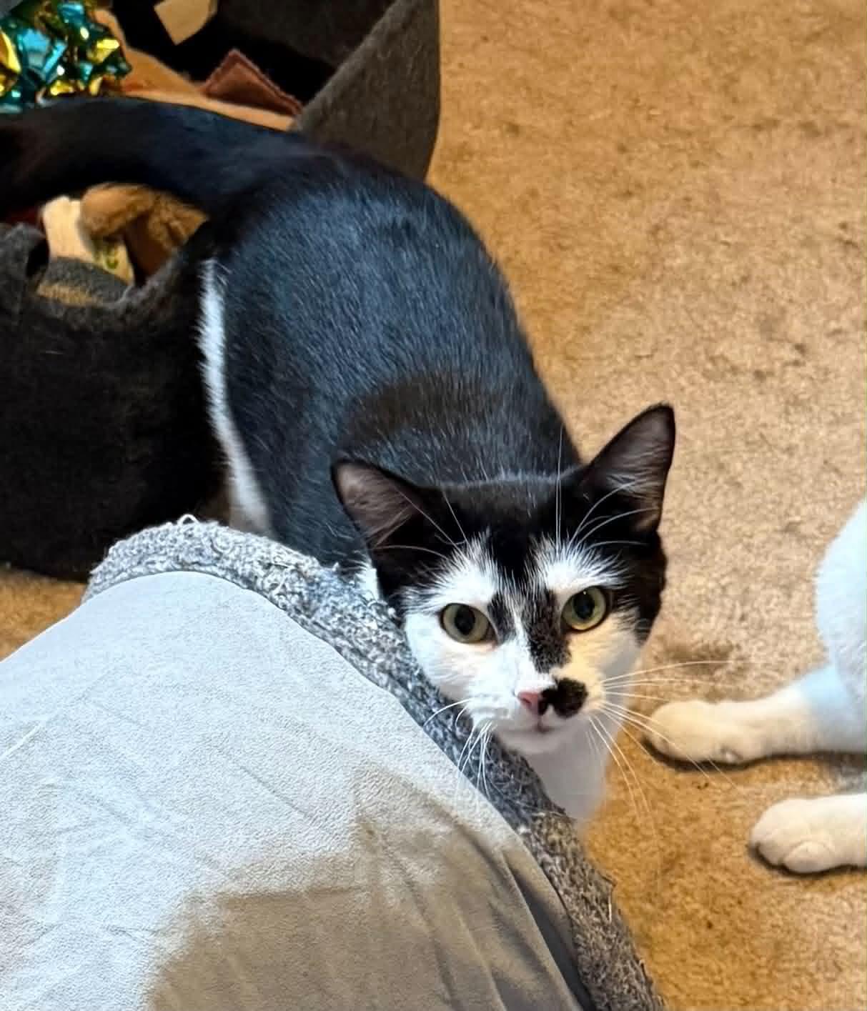 Enlarge Dean & Trystyn, a Adoptable Domestic Short Hair in Spencerville, ON image 4/6